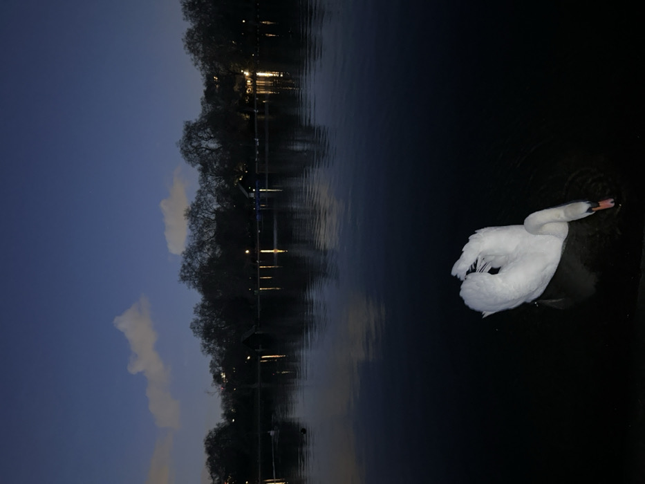 White swan glides through London waters at twilight