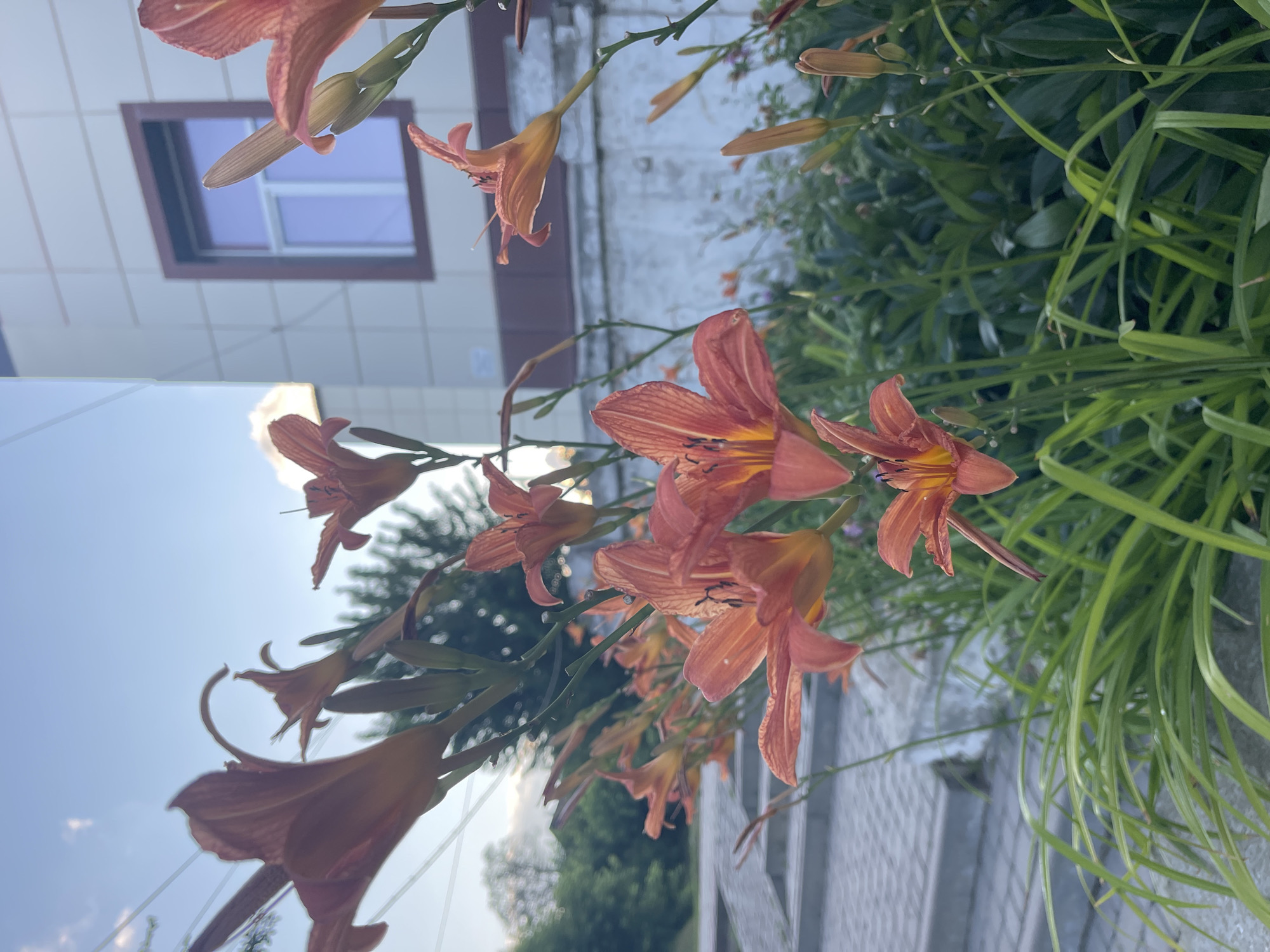 Golden hour in Krasnokutsk: wildflowers, sunset skies, and a dirt bike