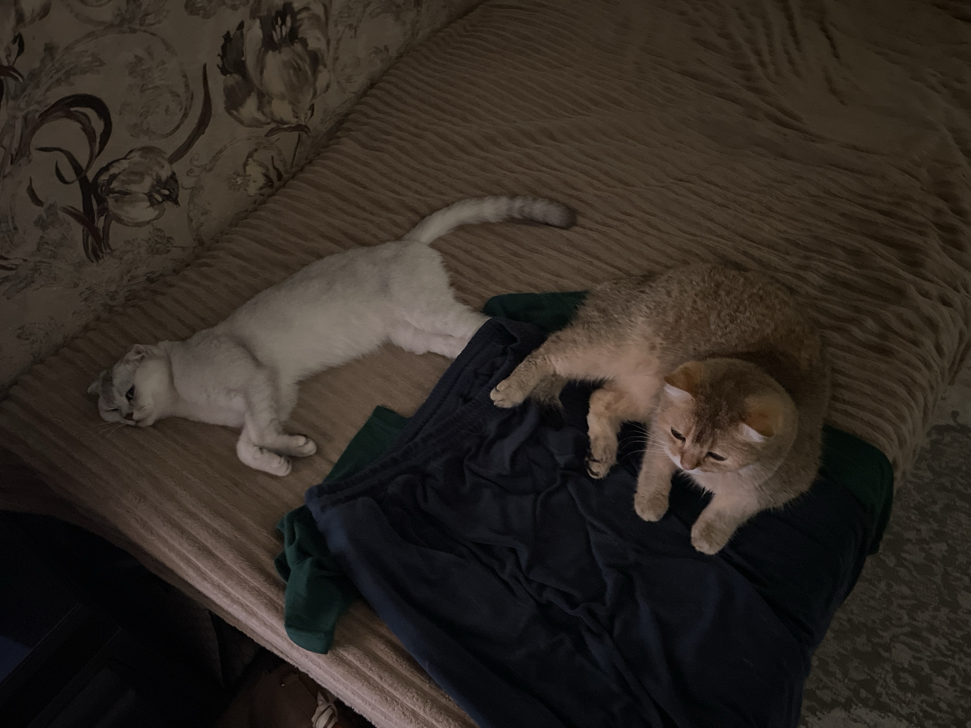 Cats lounging on furniture in Kaspiysk
