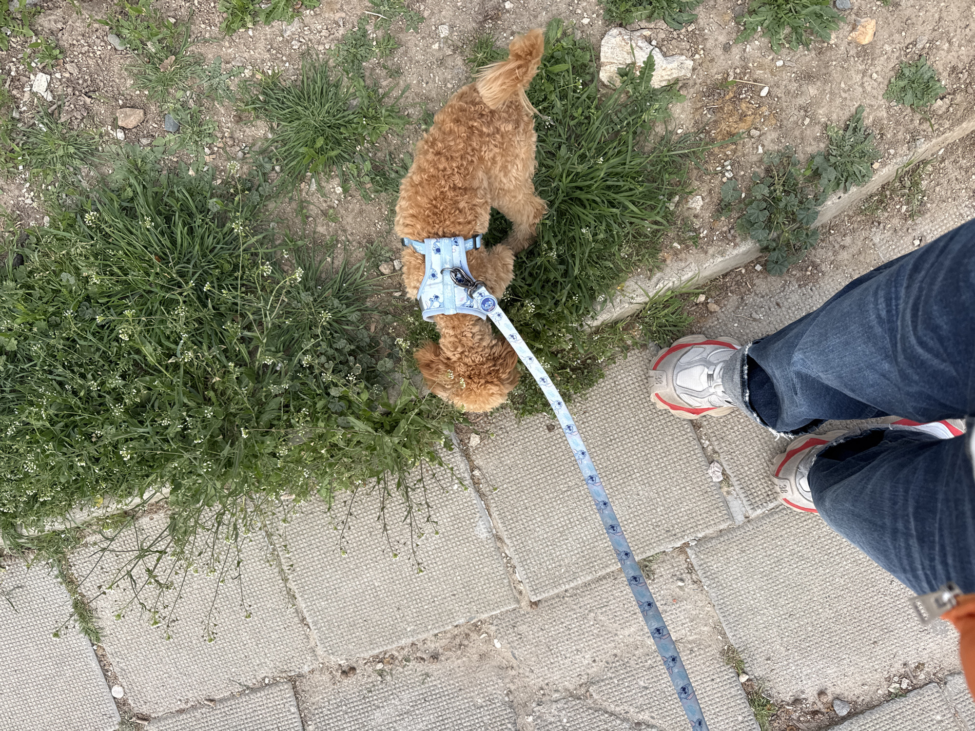 Dog walker takes poodle for afternoon stroll in Blagoevgrad