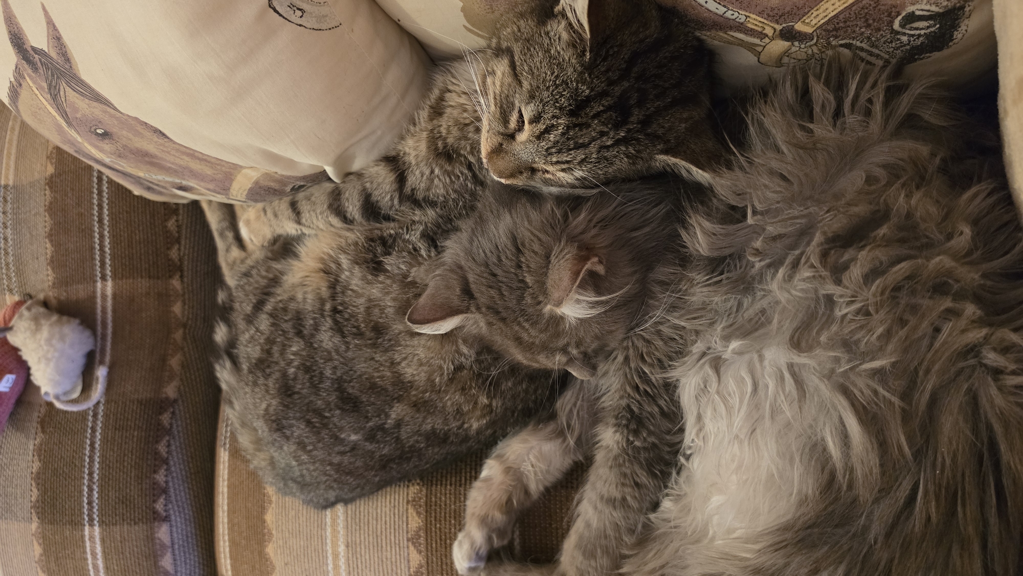 Sleeping cats and coastal sunset captured in Rogachevo, Bulgaria