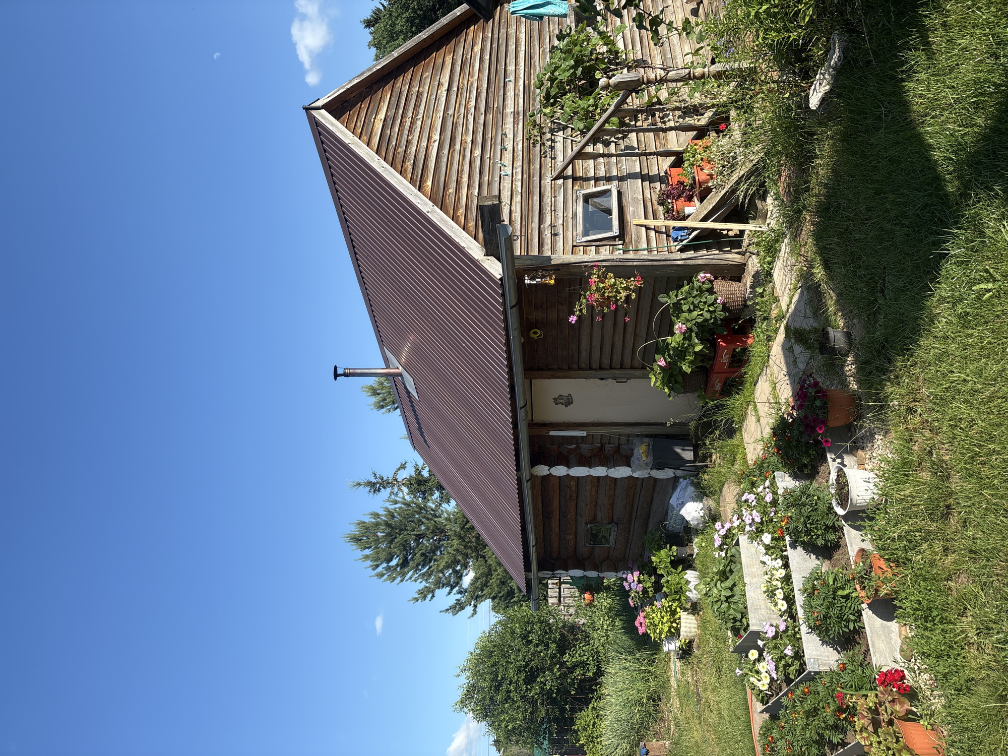 Dacha garden in Сульмаш: flowers, potted plants, log cabin