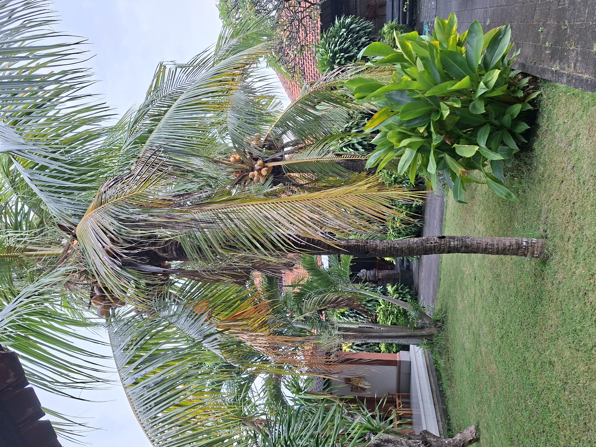 Tropical garden scenes documented in Kuta Selatan, Indonesia