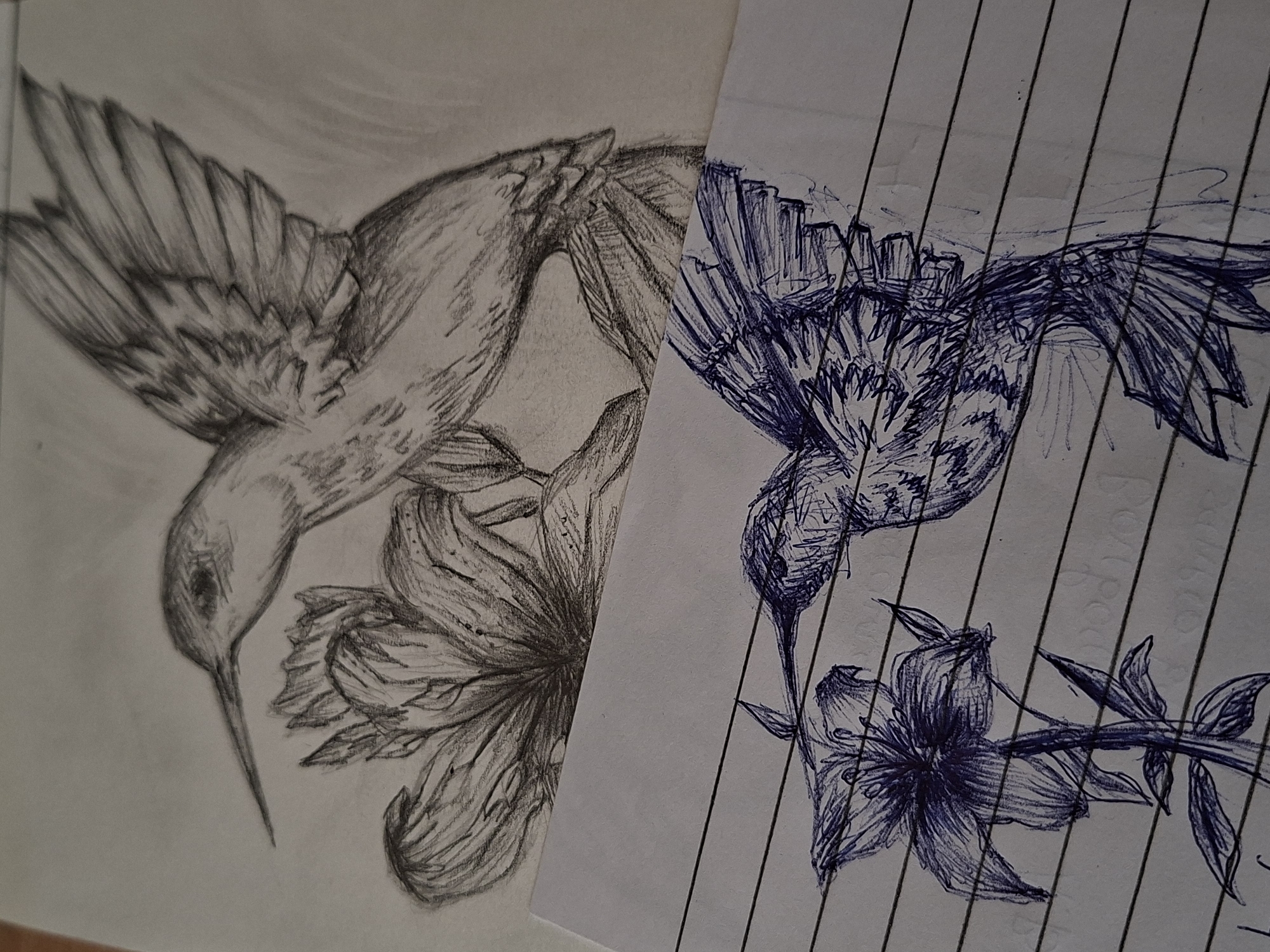 Artist sketches birds in early morning drawing session