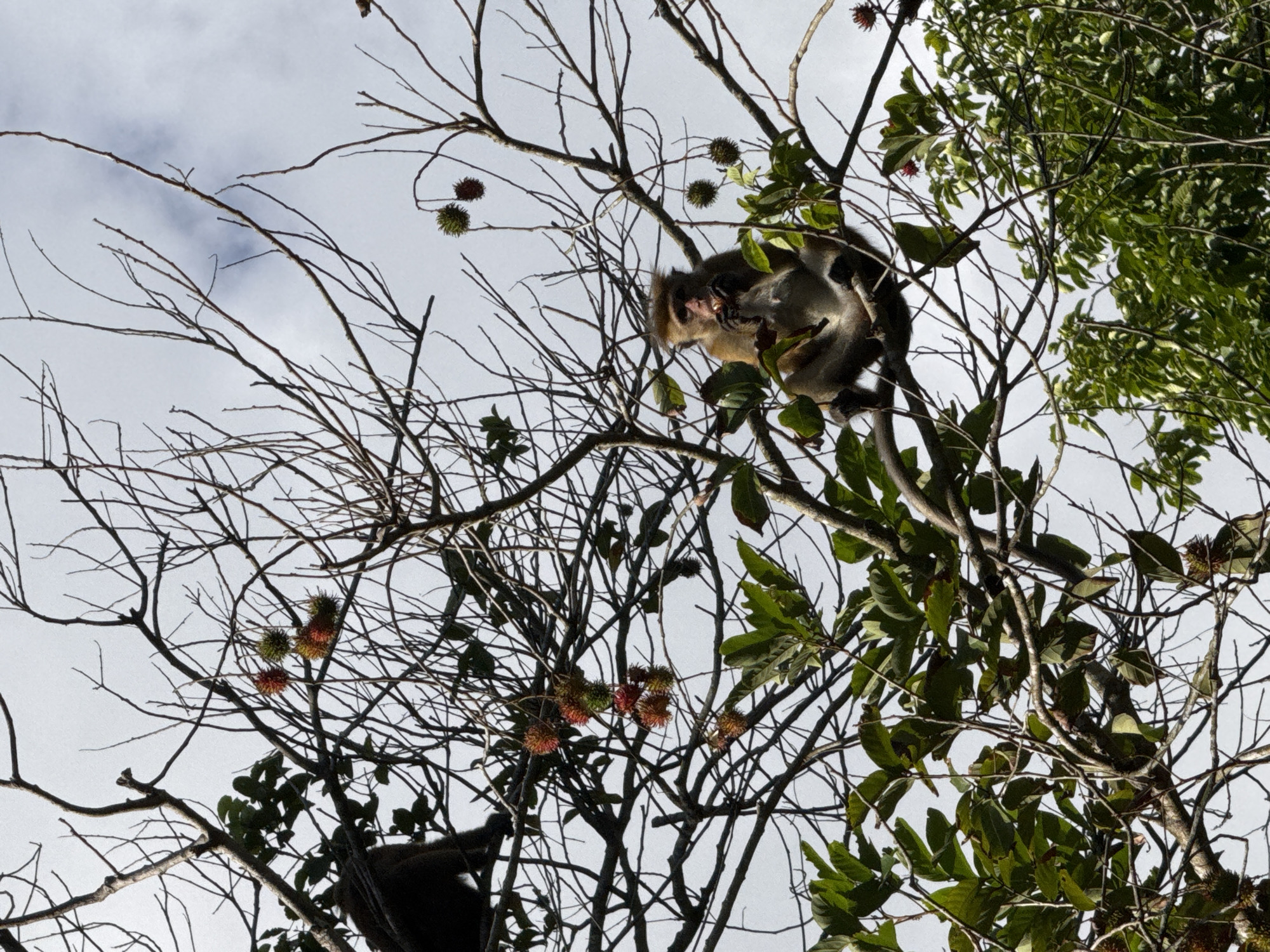 Toque macaques foraging in Sri Lanka's tropical forest