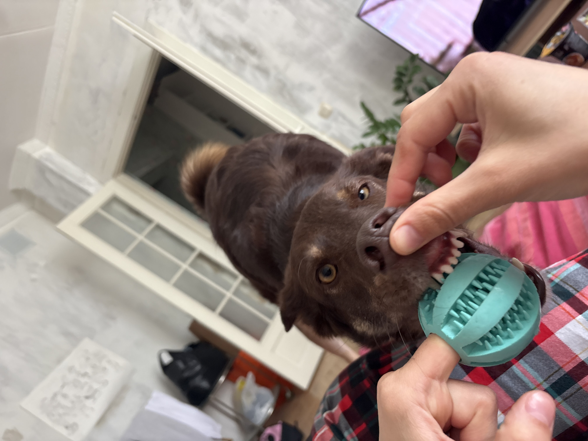Dog owner cleans pet's mouth with textured ball in Moscow