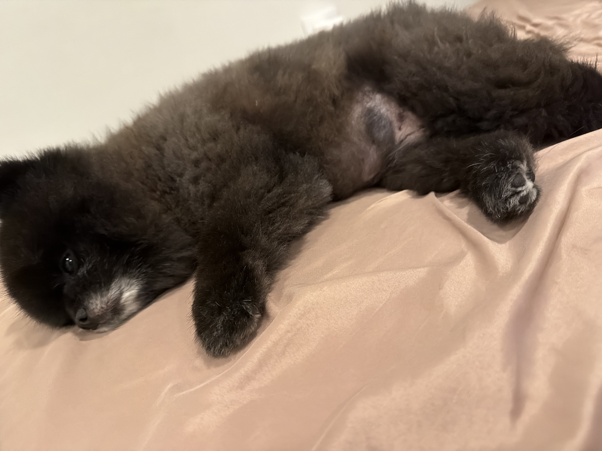 Black Pomeranian puppy lounging on pink satin at home