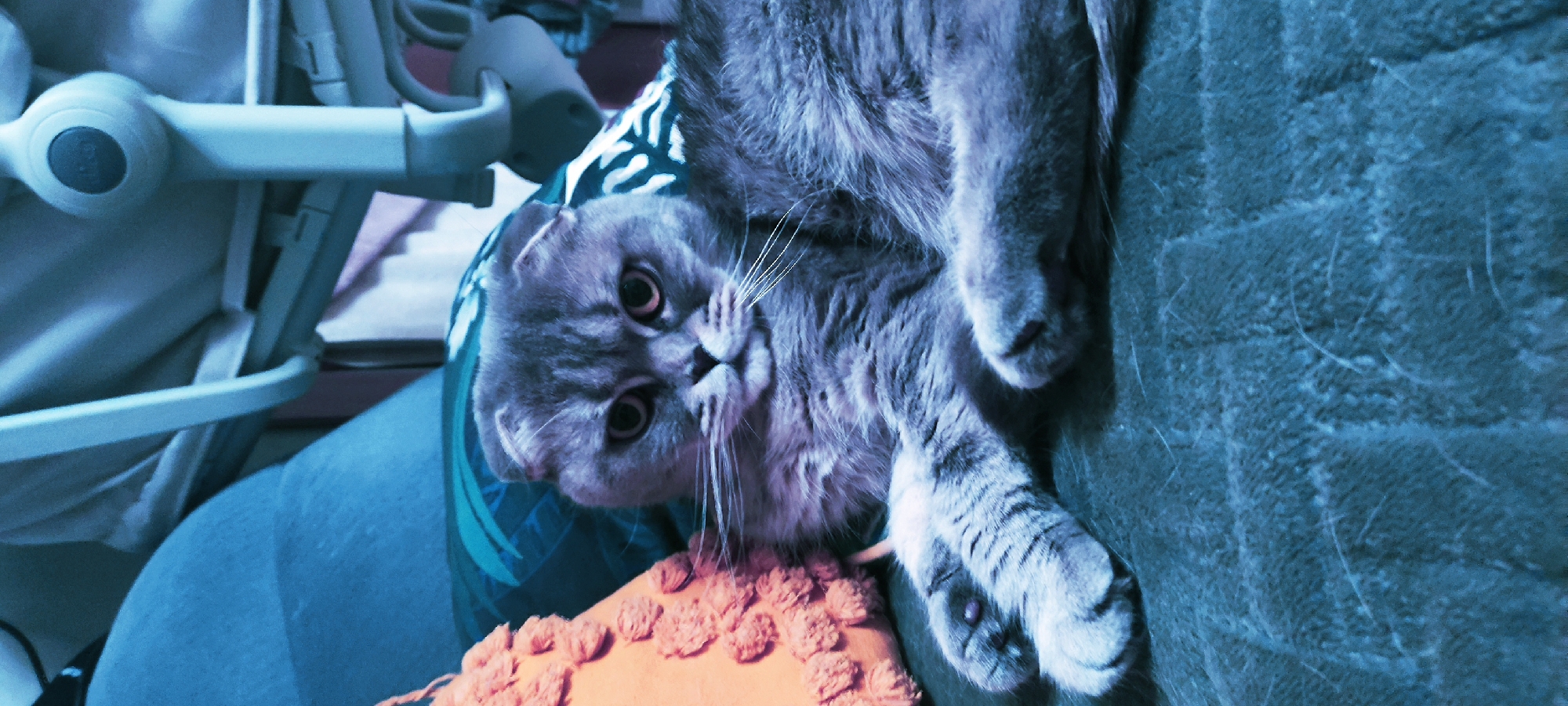 Scottish Fold cat relaxes on green furniture in Fryazino