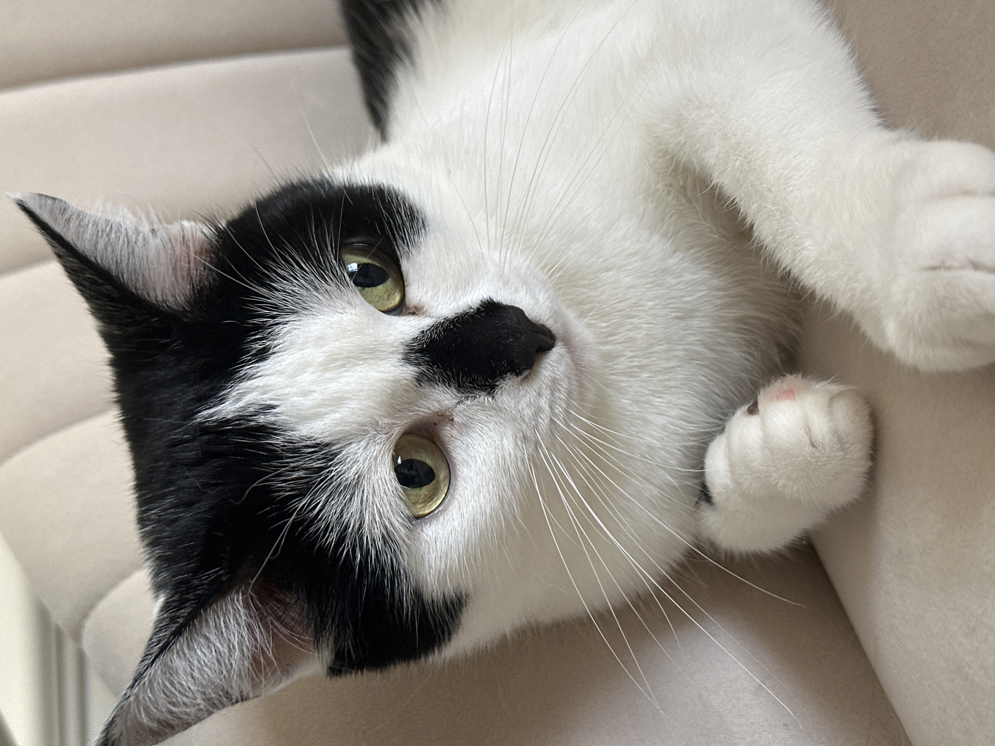 Black and white cat resting and grooming on a couch