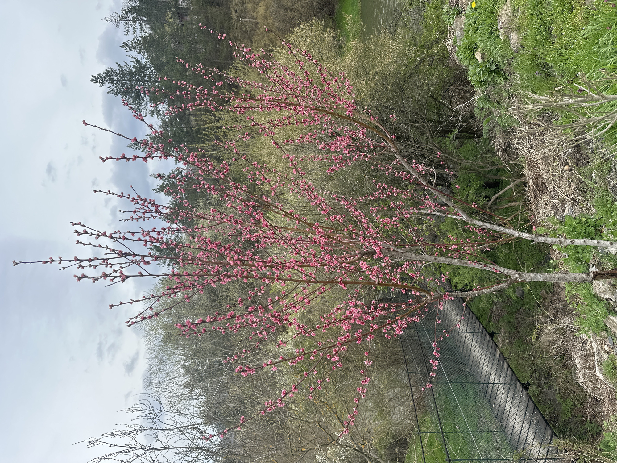 Spring blooms frame pedestrian bridge in Bulgarian mountain village