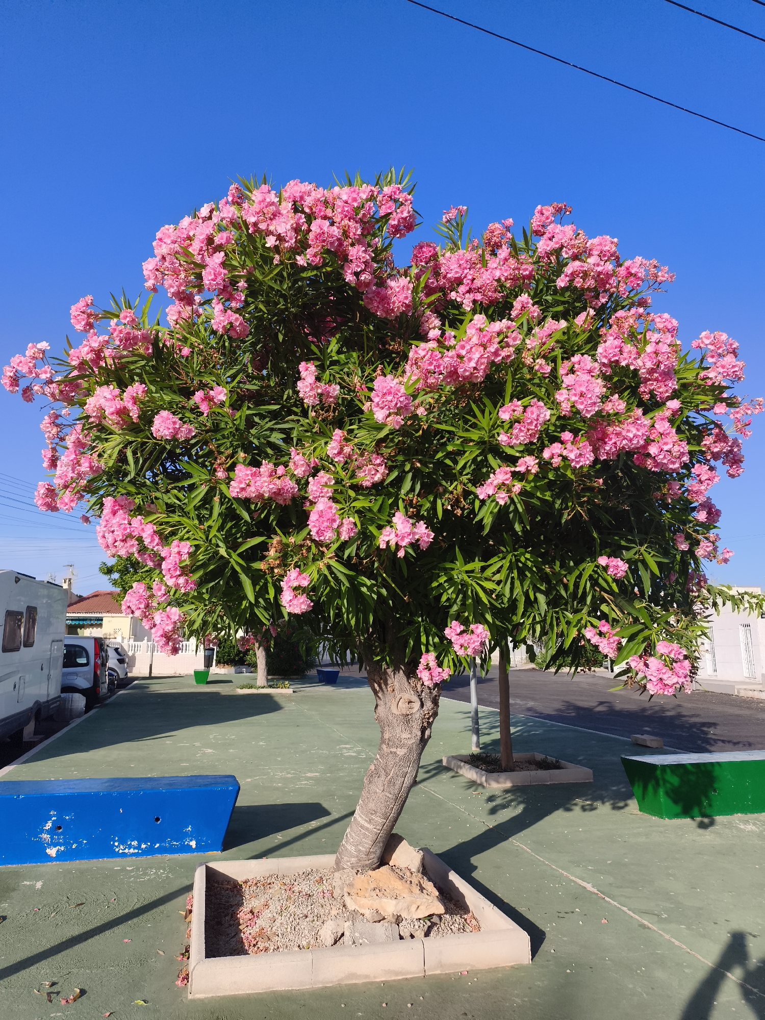 Pink oleanders and green figs in Torrevieja's summer sun