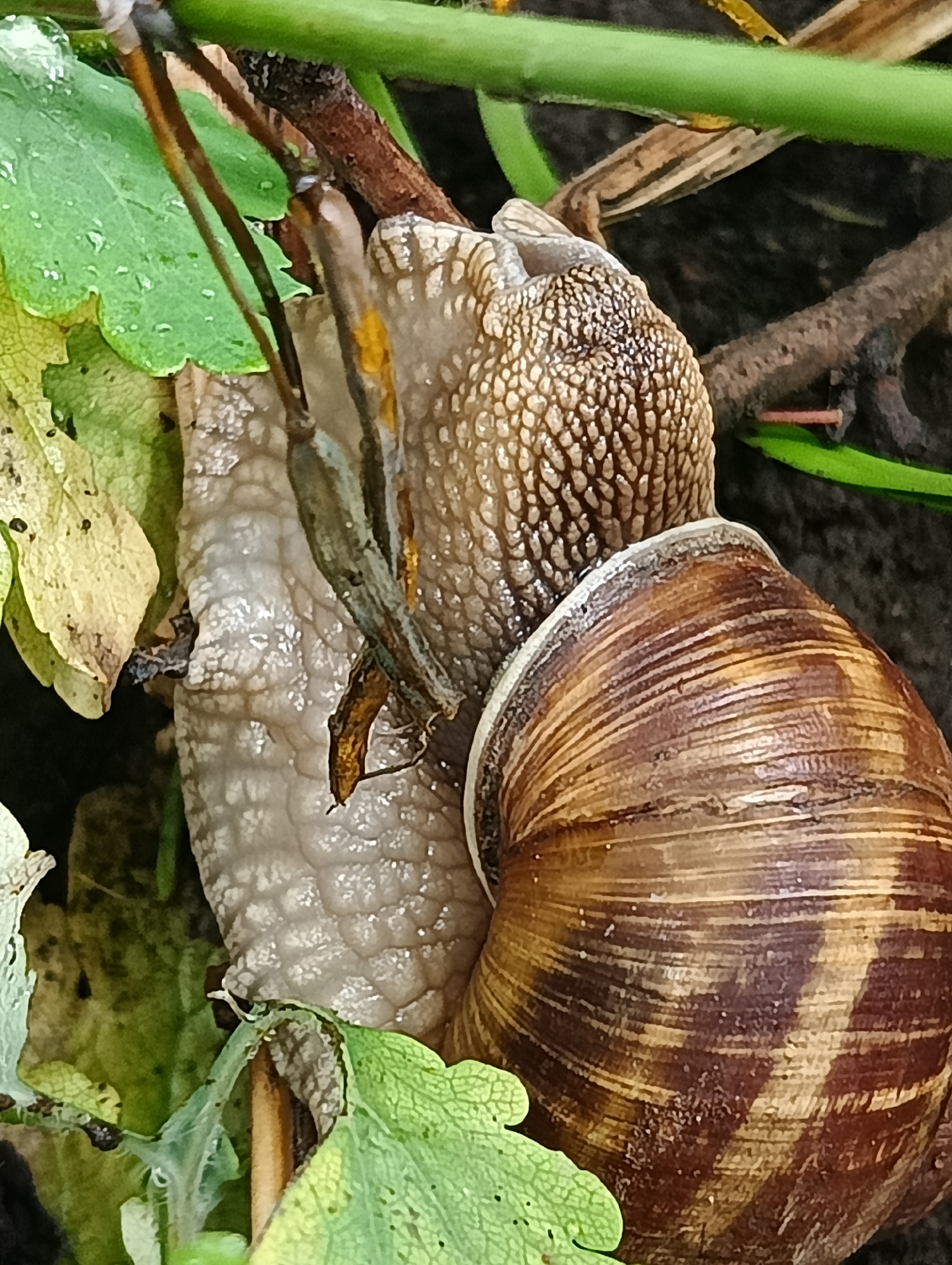 Morning garden wildlife documented in Biliaivka, Ukraine