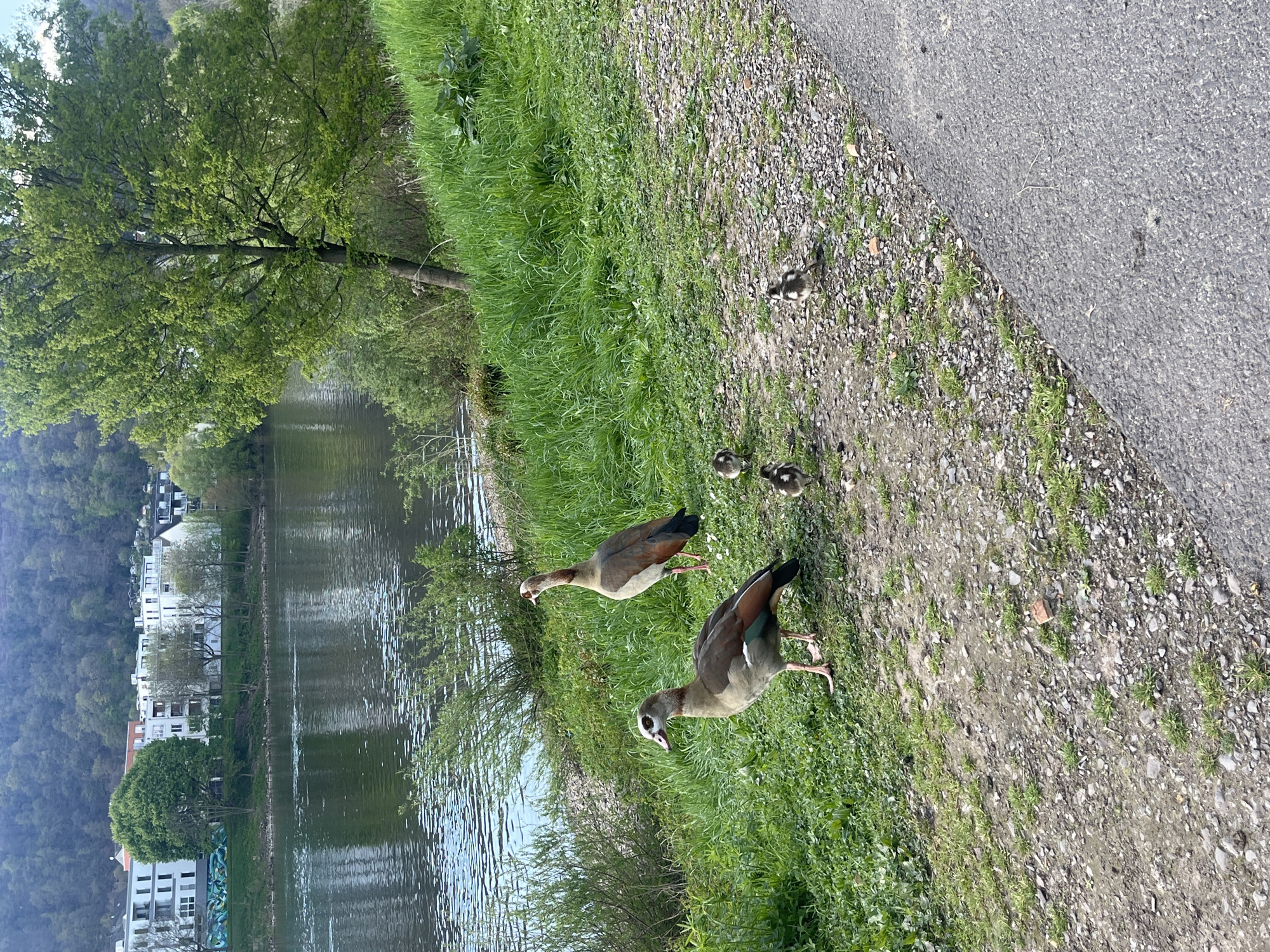 Egyptian geese family spotted along Moselle River in Trier