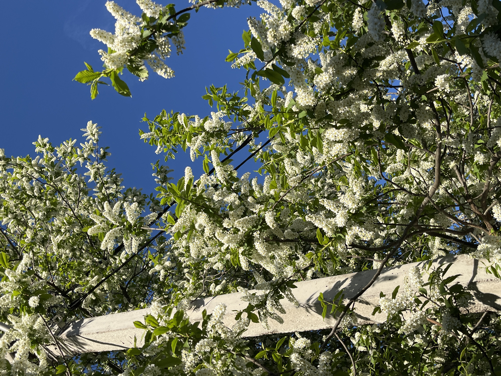 Spring day documented across Chaikovsky, Russia with blossoms and urban life