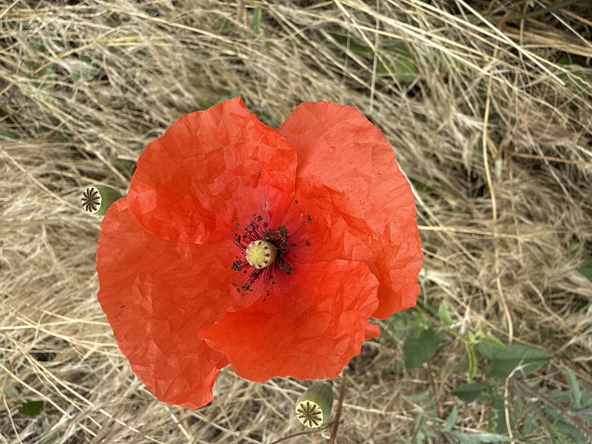 Summer morning in Piatykhatky: wildflowers, insects, and quiet streets