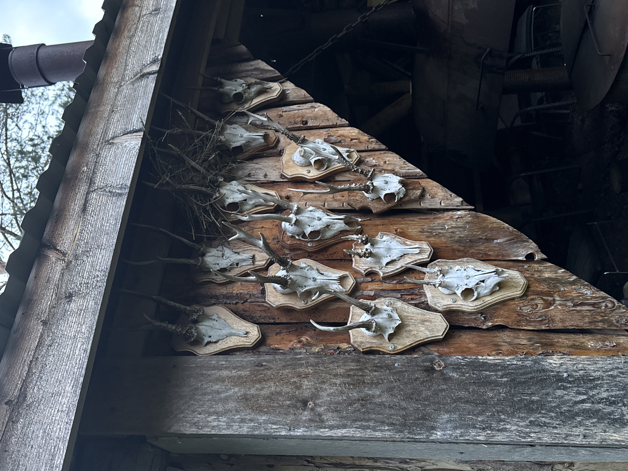 Trophy skull collection displayed on rural Swedish shed