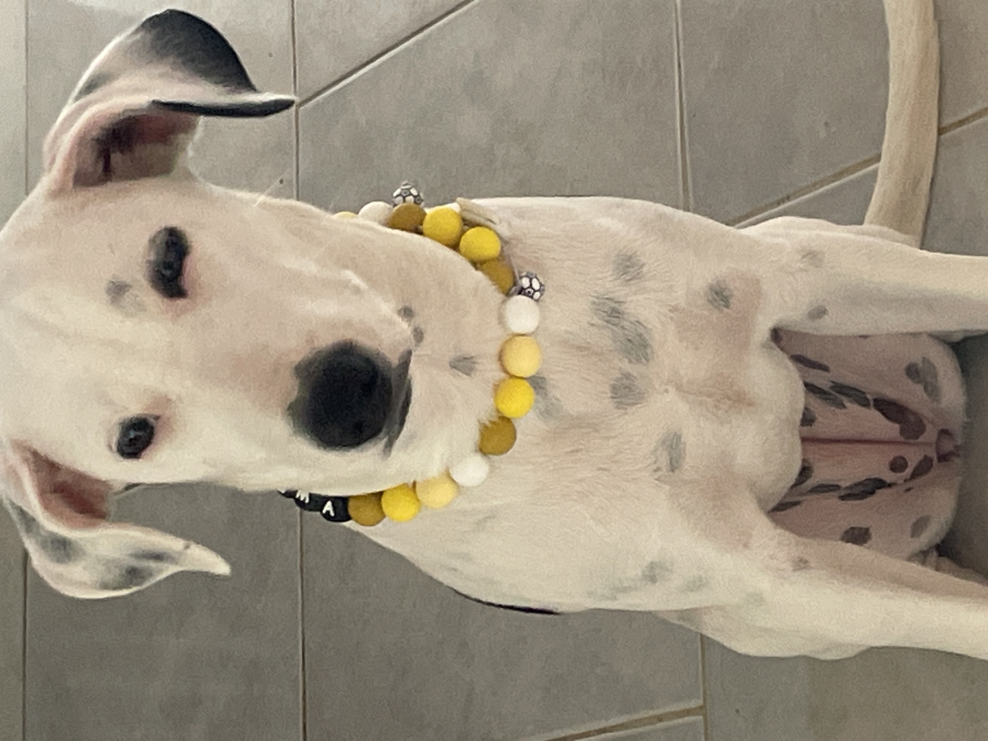 Dalmatian named Roma chills at home during FIFA 2026 match