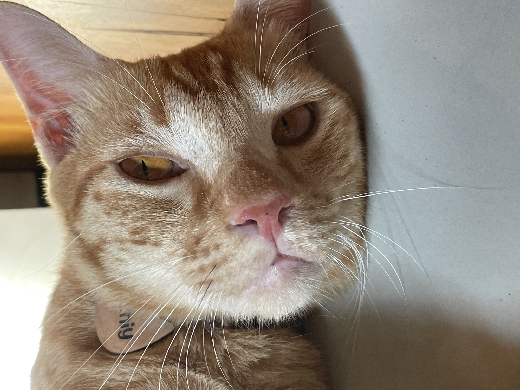 Orange tabby cat rests on tiled floor in Denpasar home