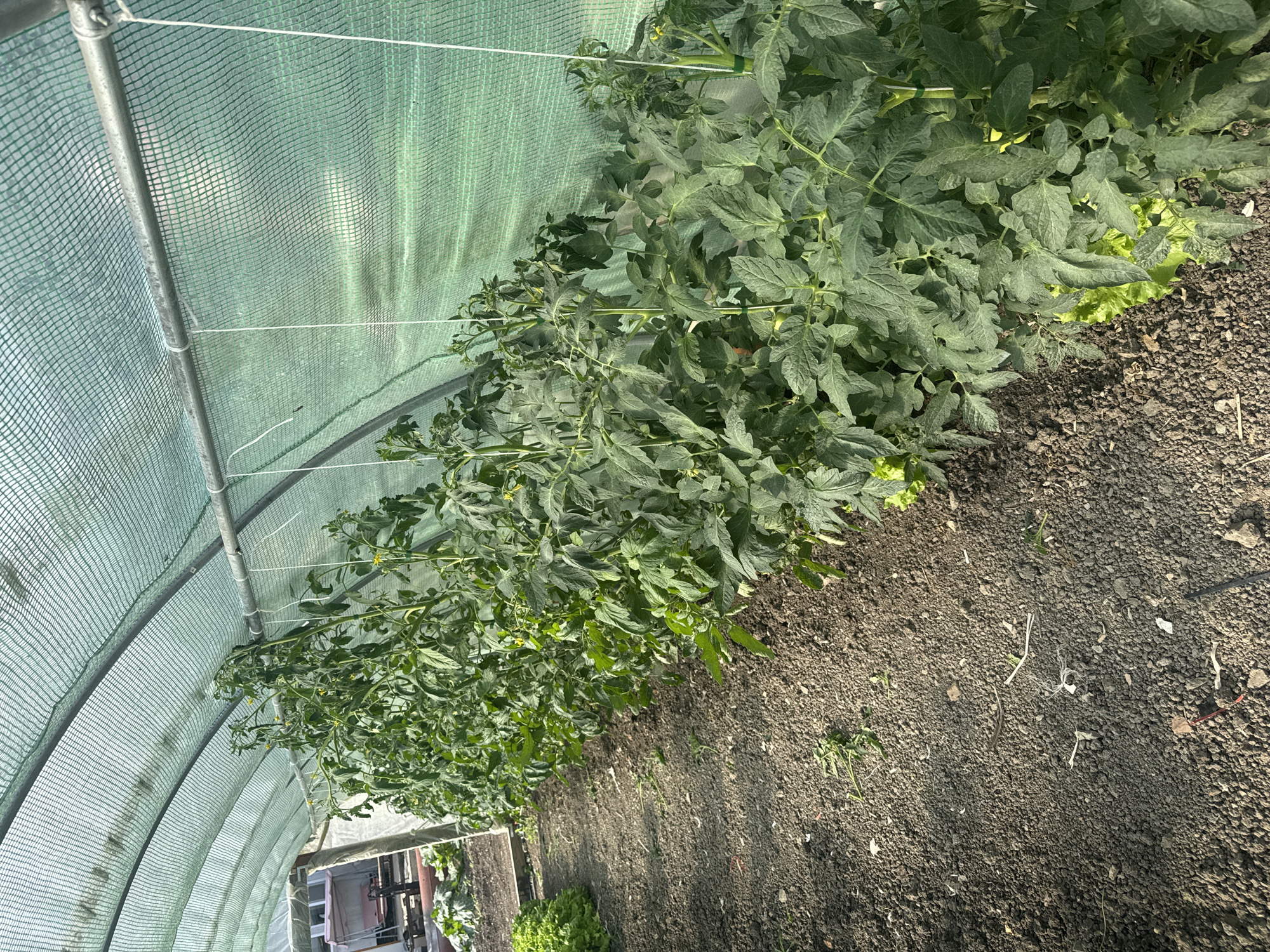 Farm operations documented in Sarnevo, Bulgaria with crops and livestock