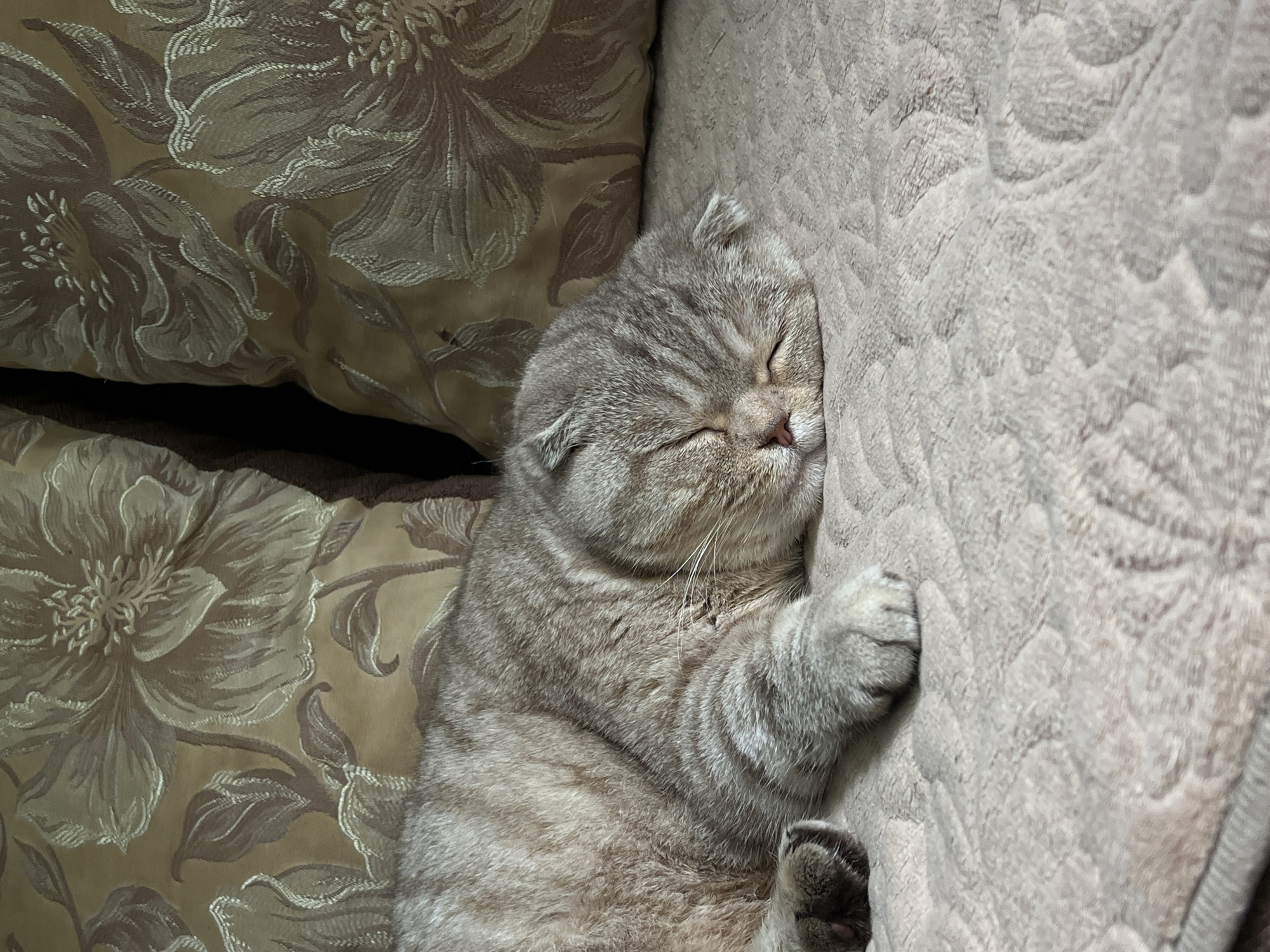 Cats at rest in a Chaikovsky apartment