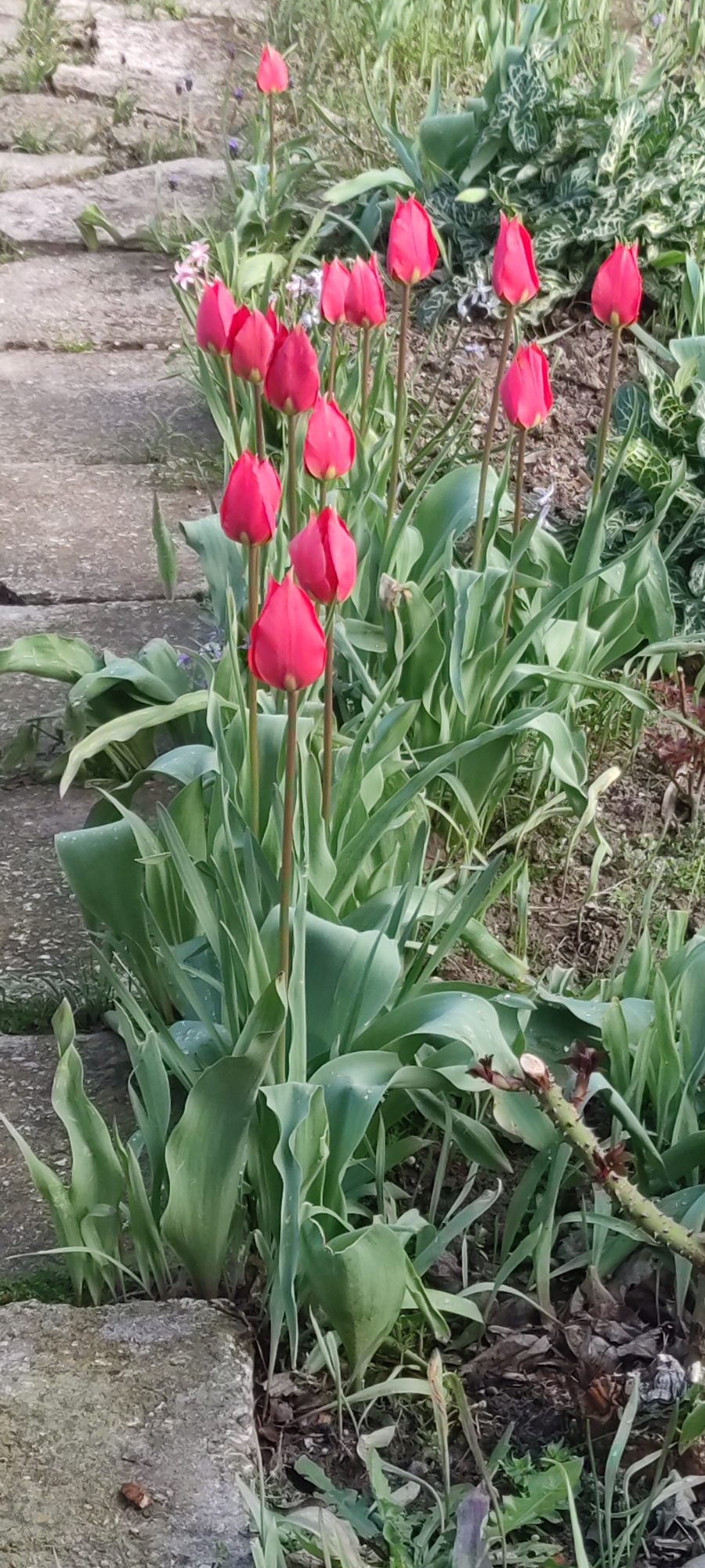 Spring tulips and wildflowers bloom in Bulgarian garden