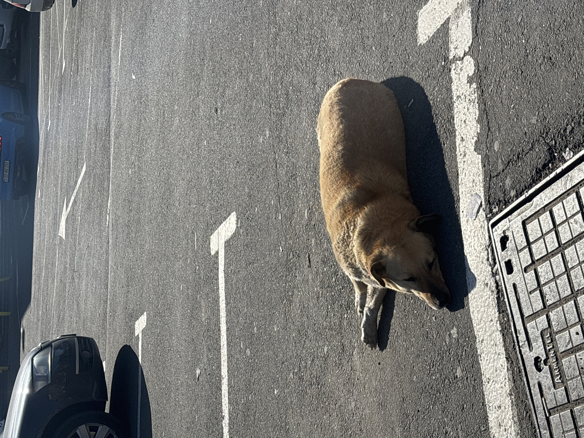 Dog occupies parking space near Yerevan supermarket