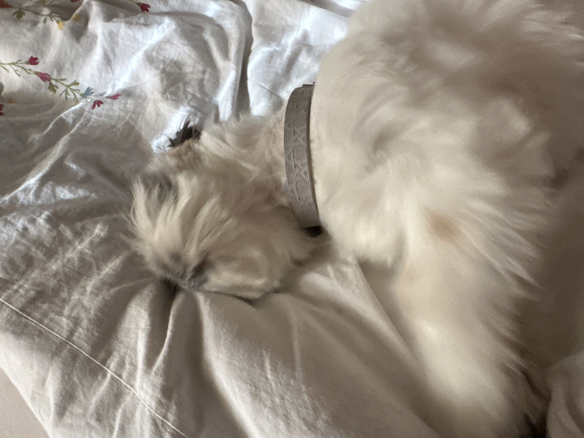 Shih Tzu rests on floral bed in Tbilisi