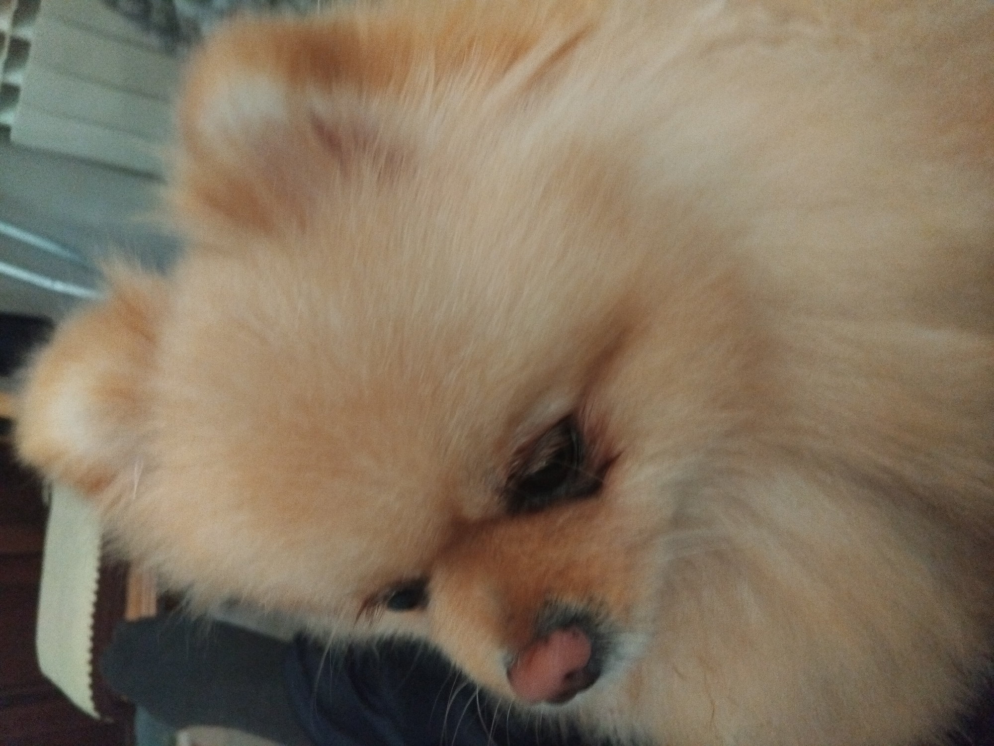 Pomeranian dog observed on rainy morning in Apriltsi, Bulgaria