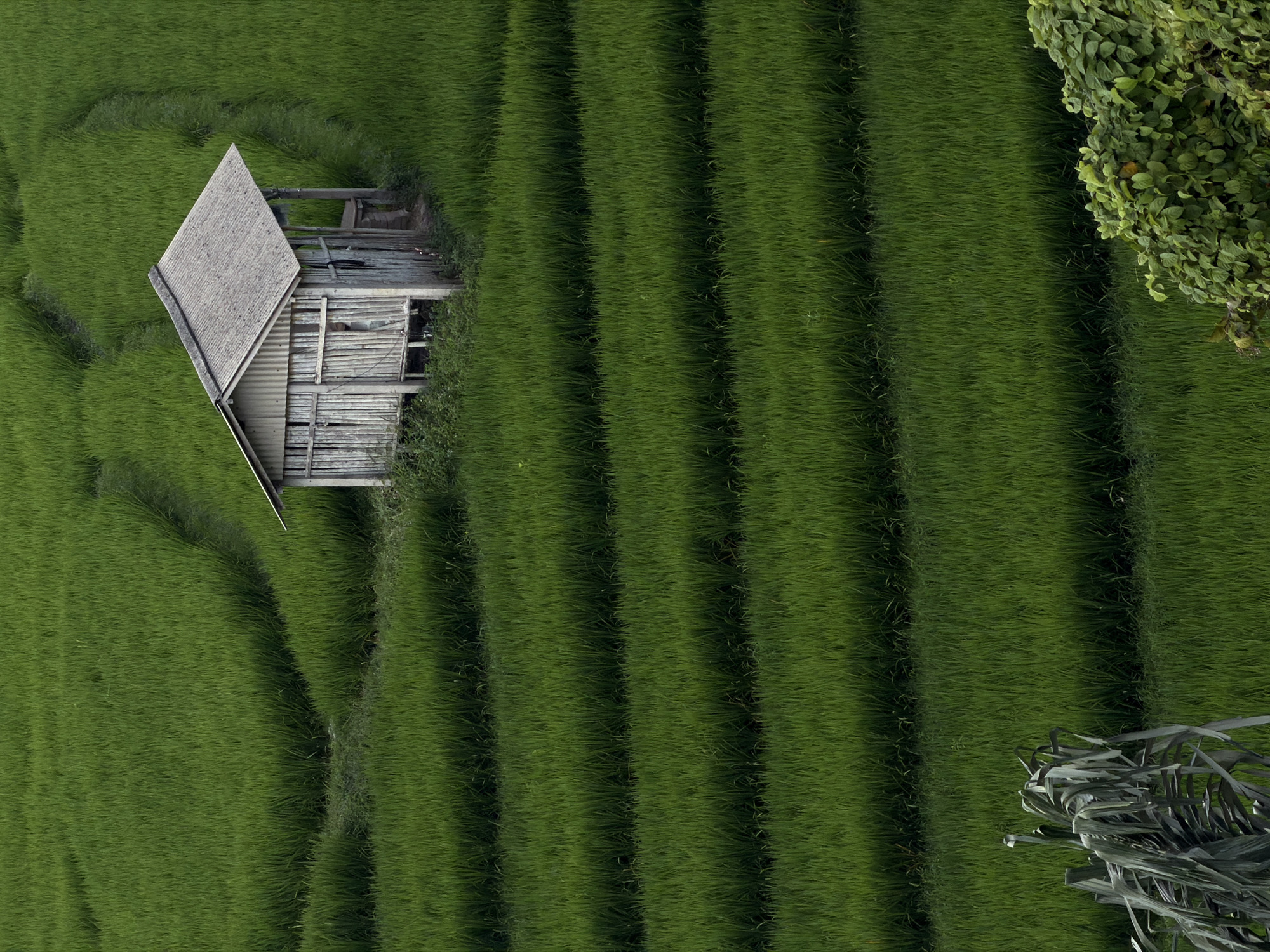 Yoga retreat overlooking Mengwi's rice paddies, Bali