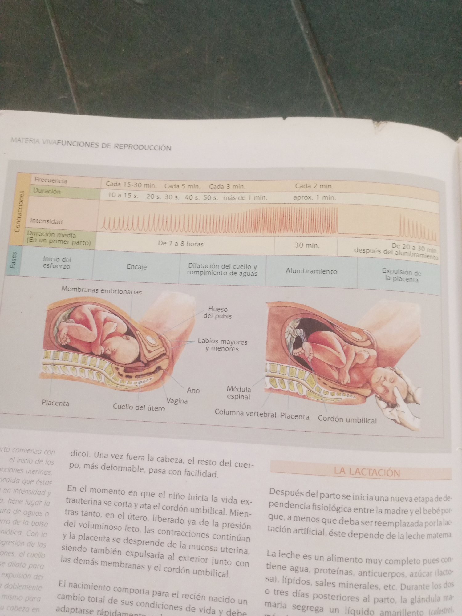 Spanish-language biology textbook pages covering human anatomy systems