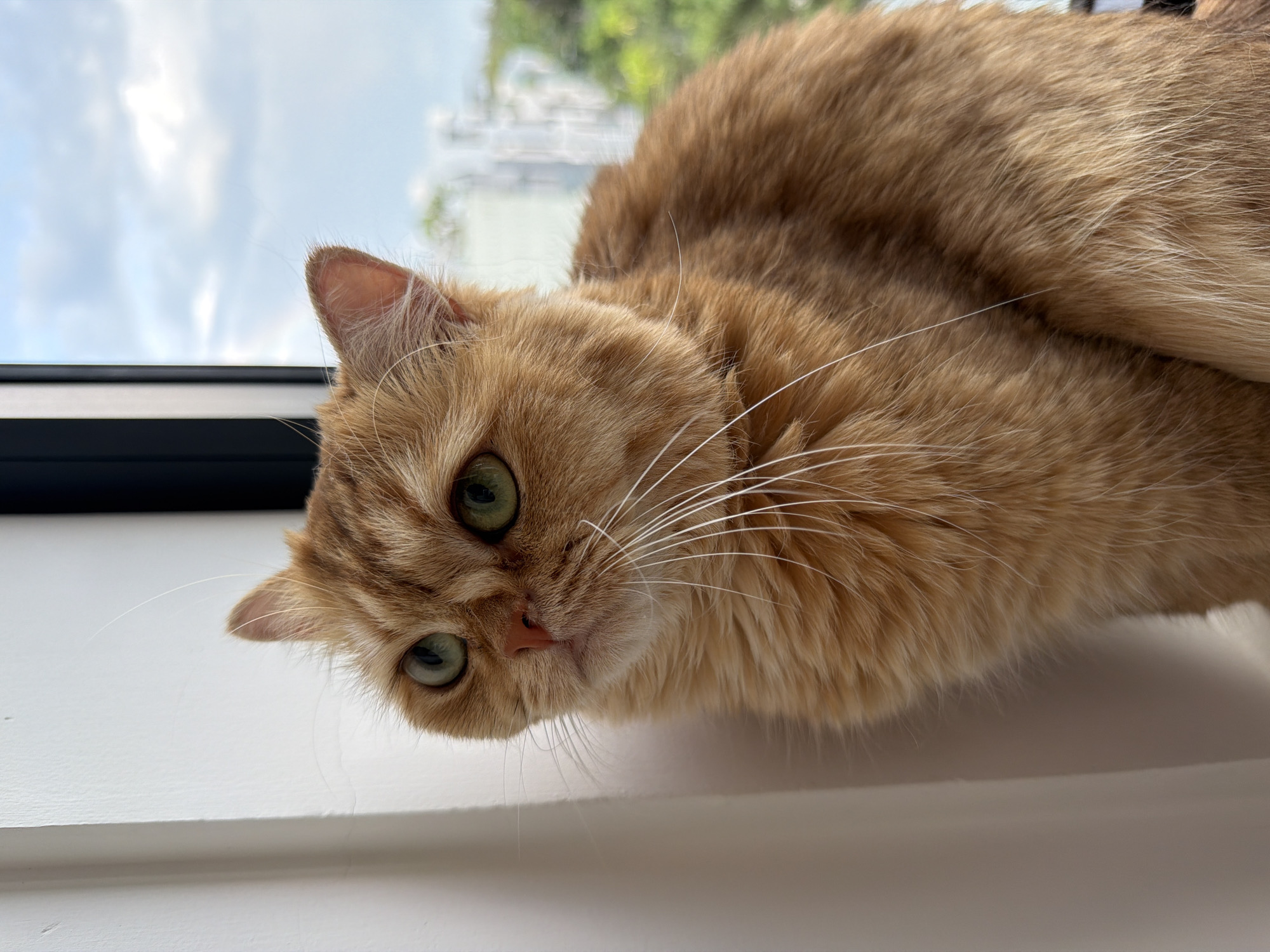 Double rainbow over Da Nang, cats, roses, and a quiet morning in