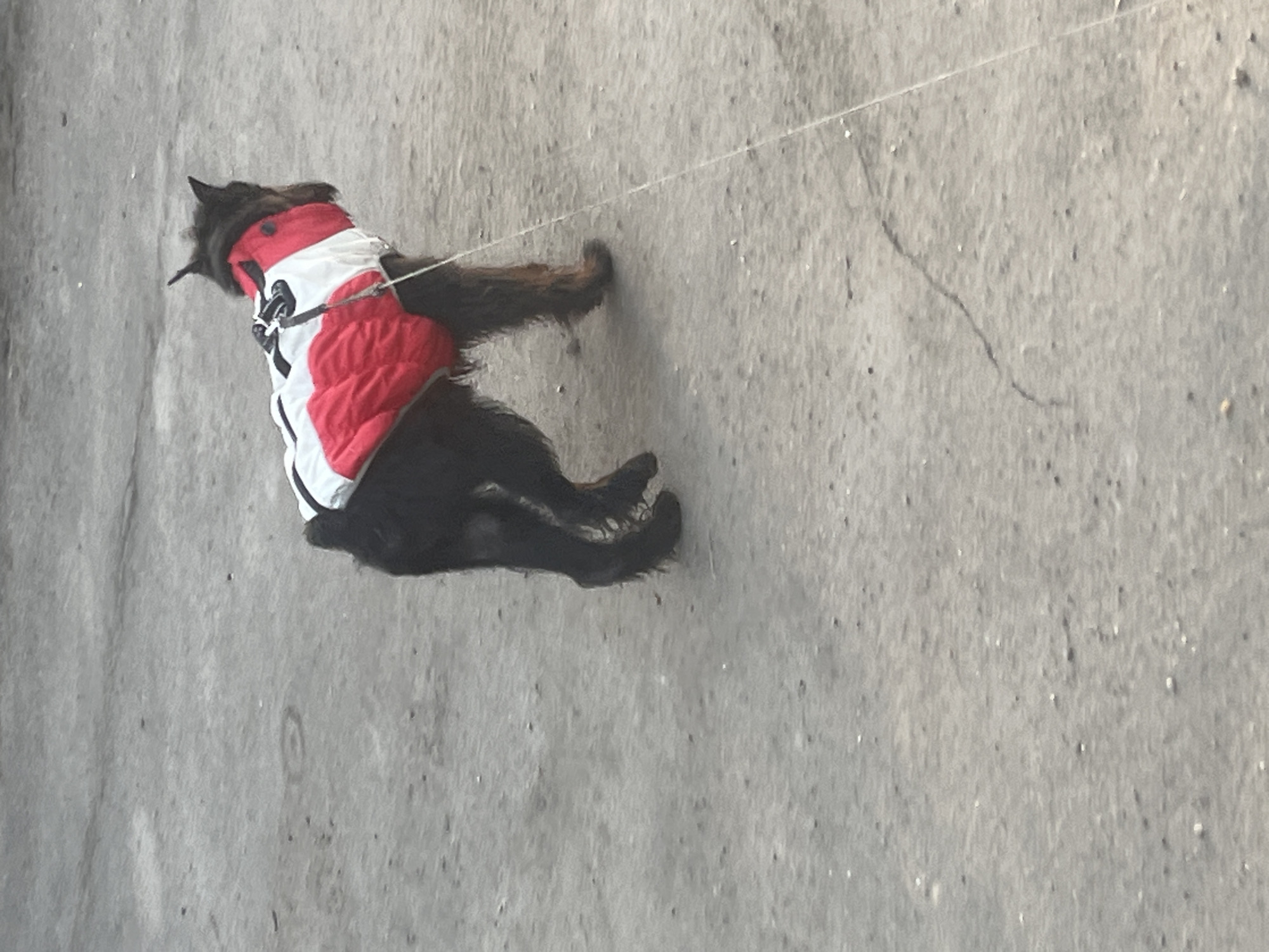Man walks dog on tree-lined streets in Podolsk