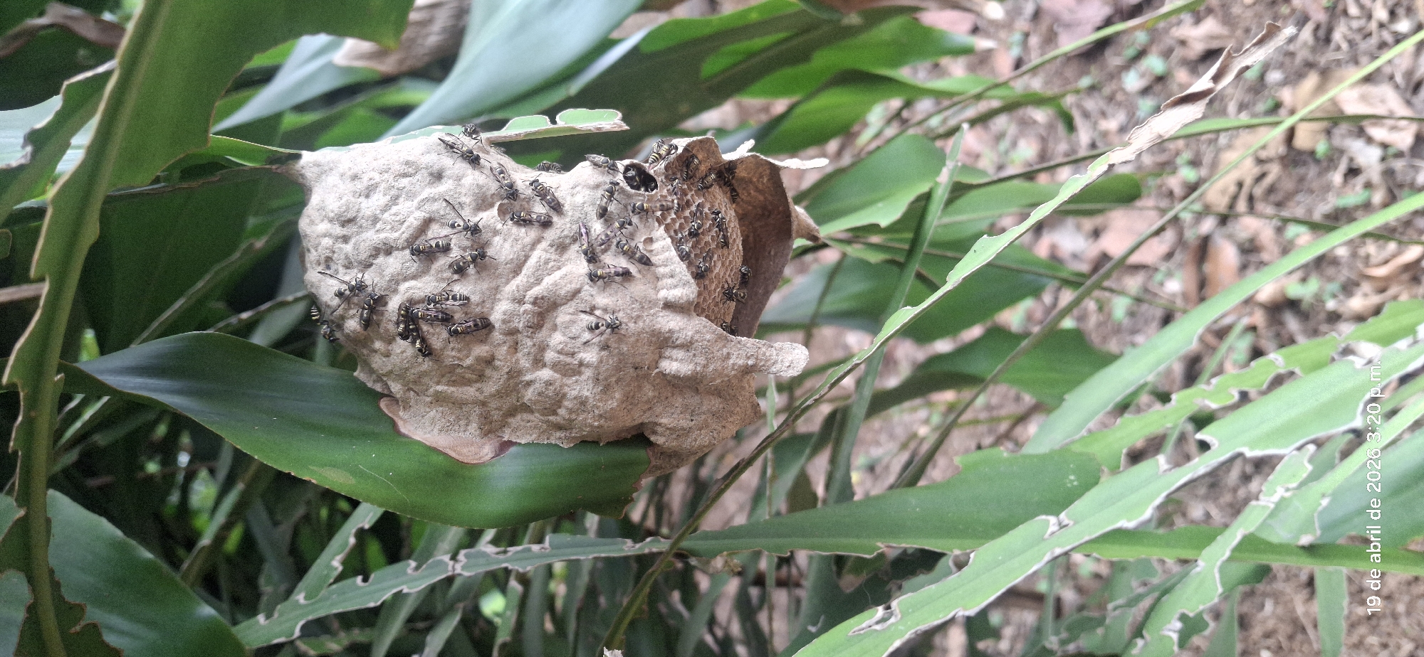 Tropical plants and wildlife documented in Vallecito, Venezuela