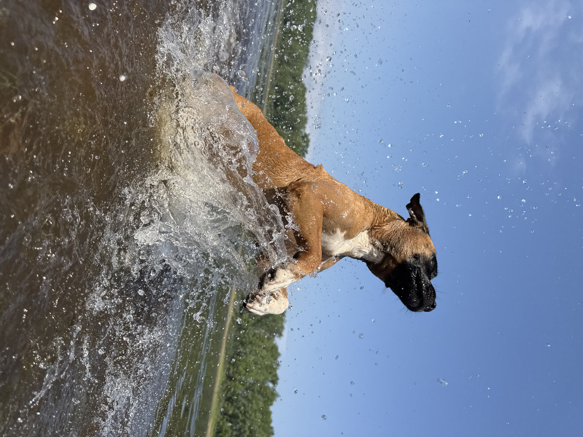 Boxer dog plays in water in Chaikovsky, Russia