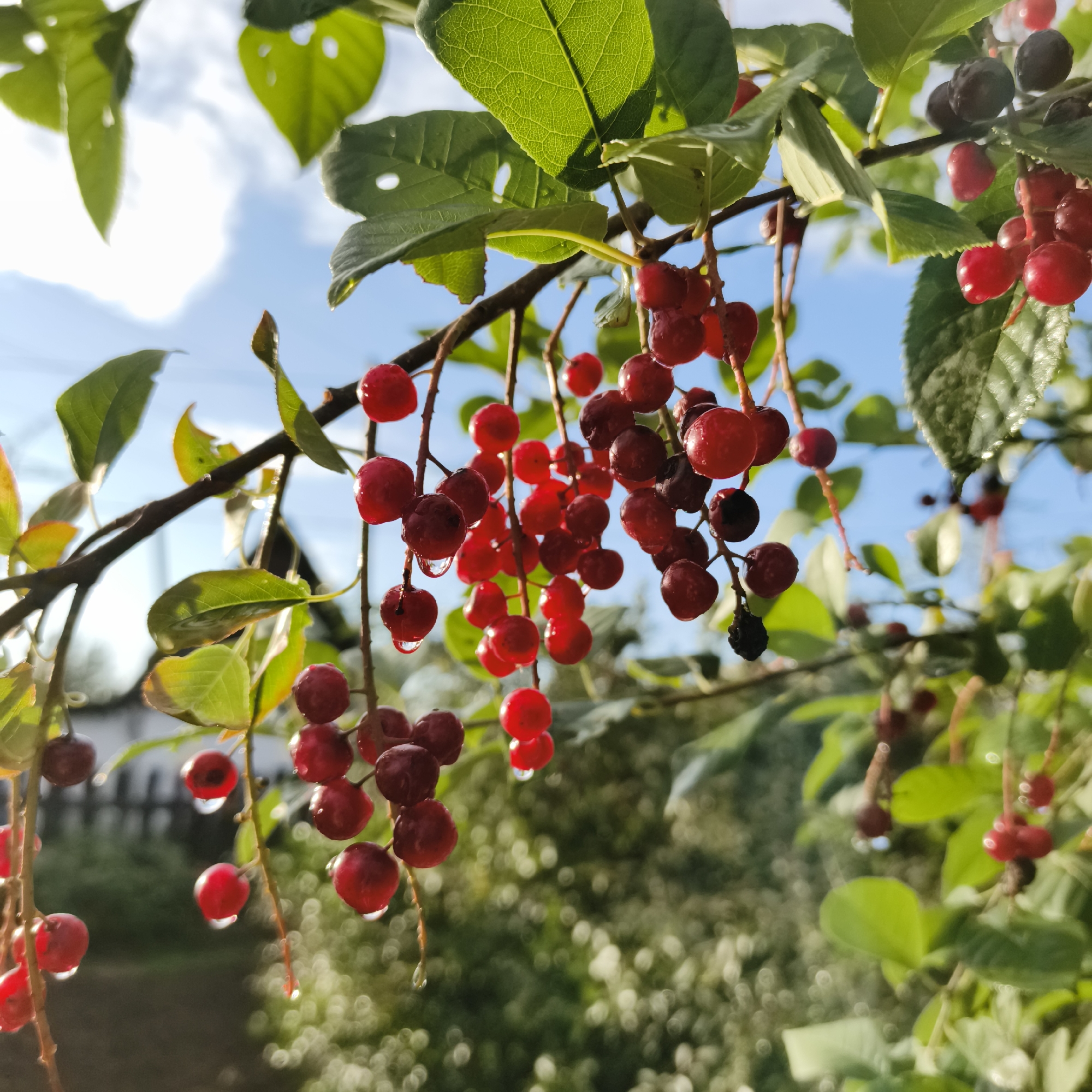 Rainy afternoon details from a garden in Chaikovsky
