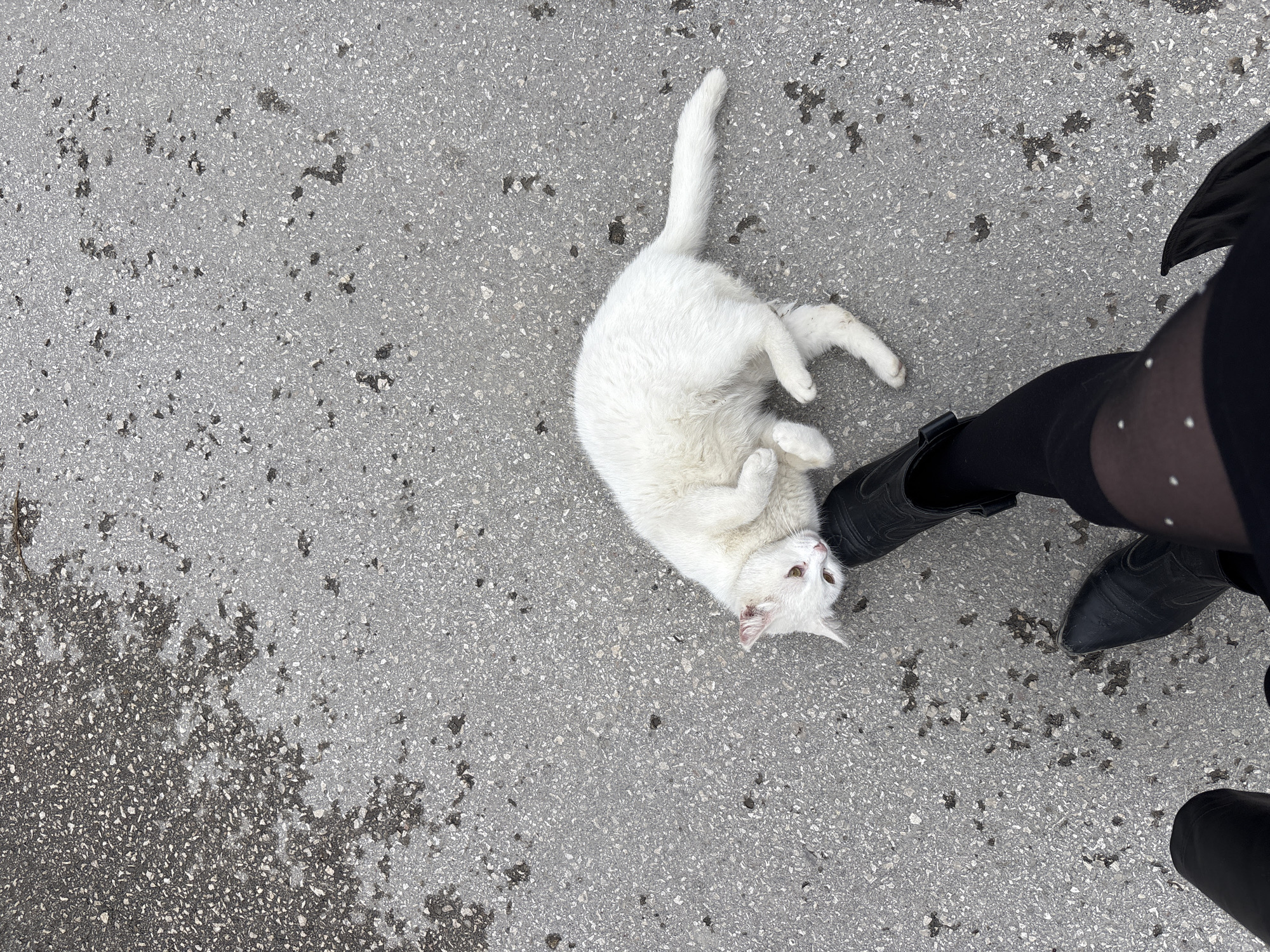 Spring awakening documented through Simferopol streets and wildlife