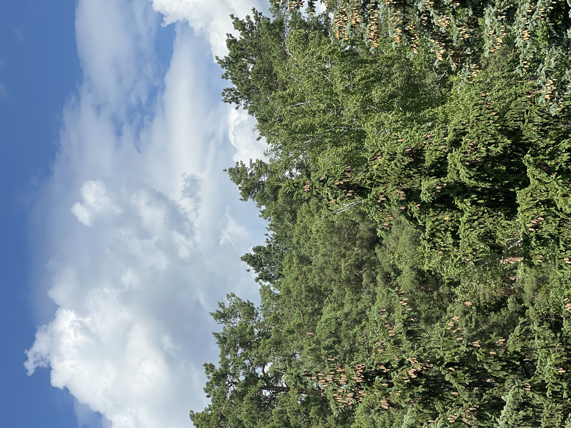Blue spruce and pine canopy under a clear summer sky