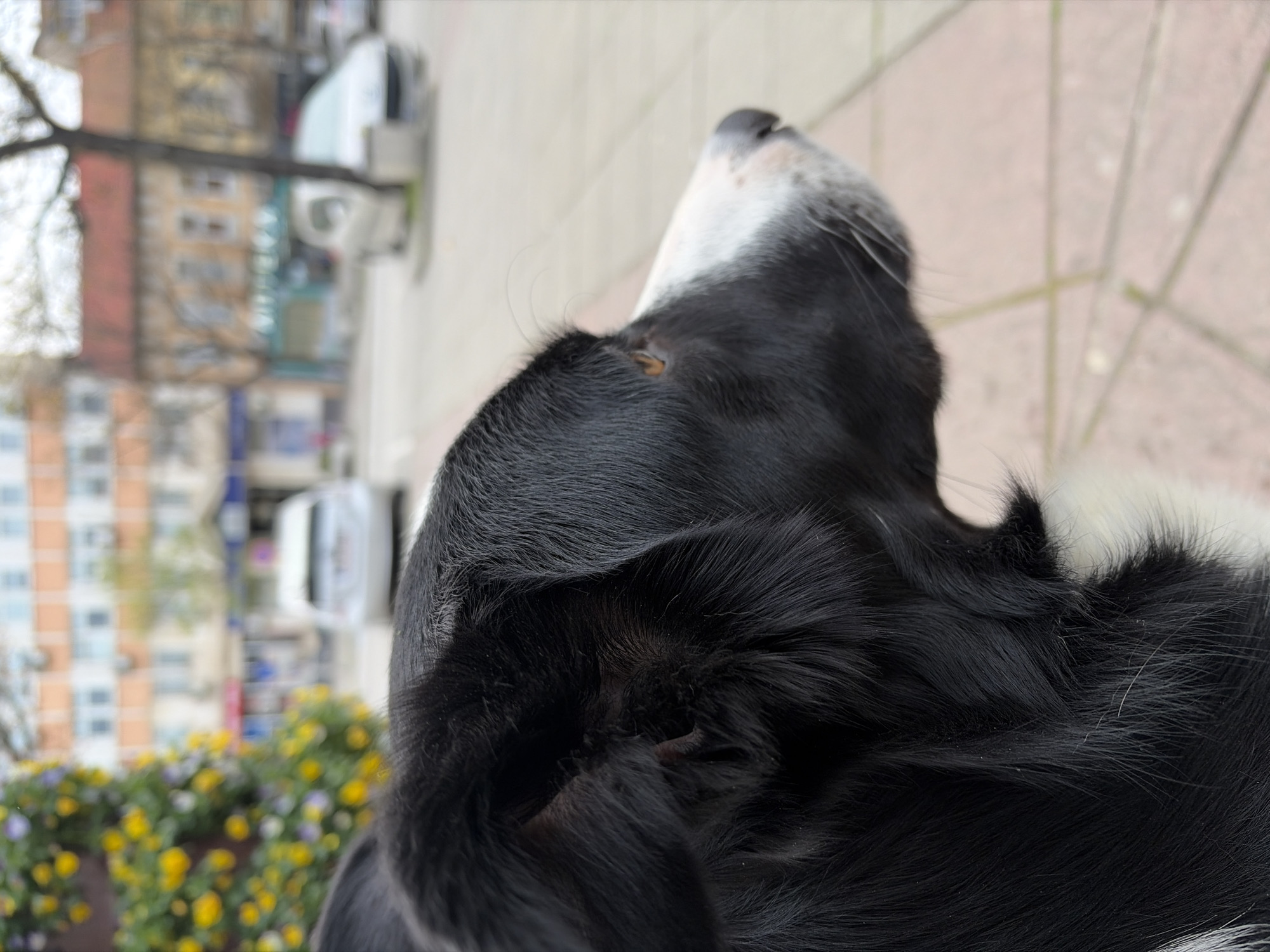 Border Collie photographed from below in Montana, Bulgaria