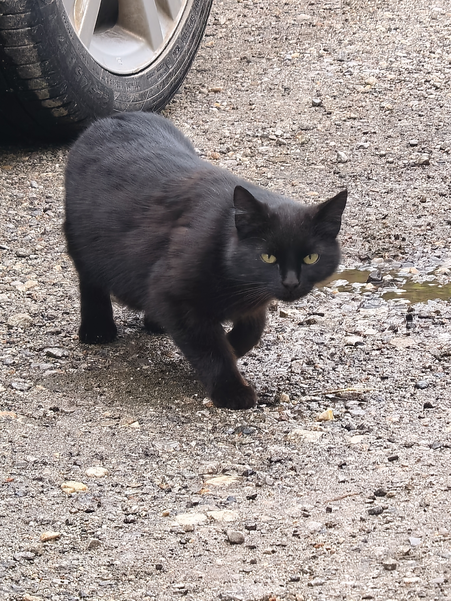 Black cat stalks near vehicle as snail crawls nearby