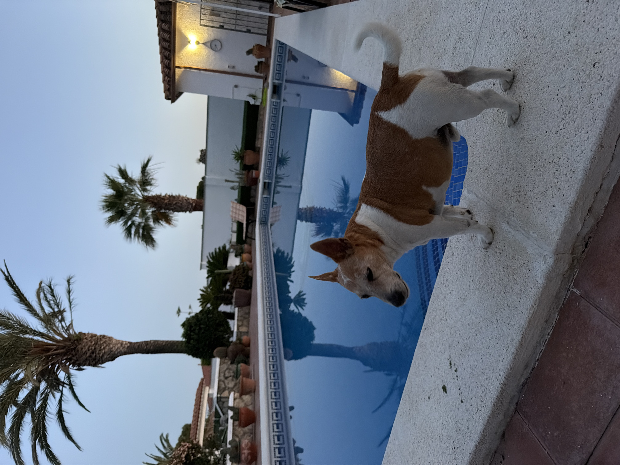 Dog enjoys poolside afternoon in Spanish coastal town
