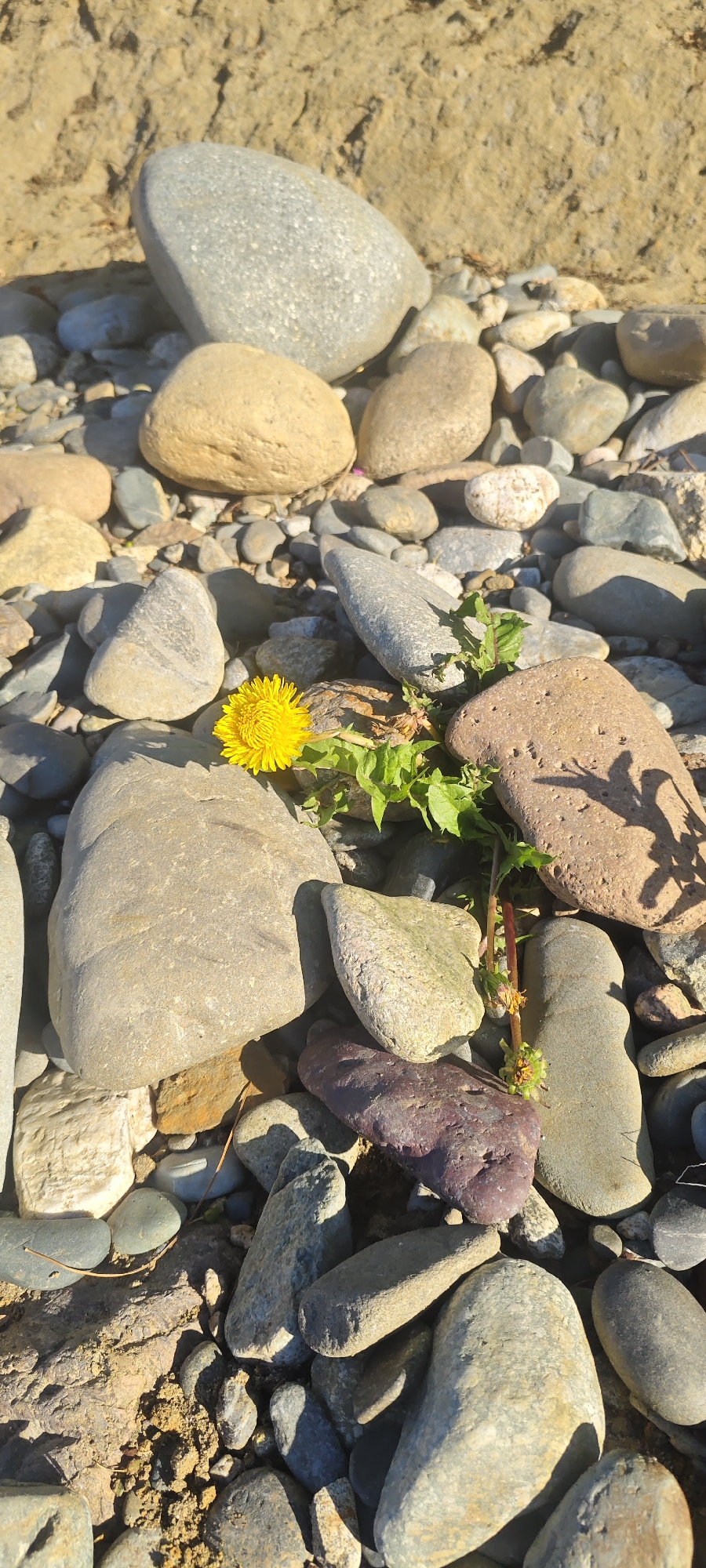 Quiet riverbank exploration: rocks, dandelions, clear water