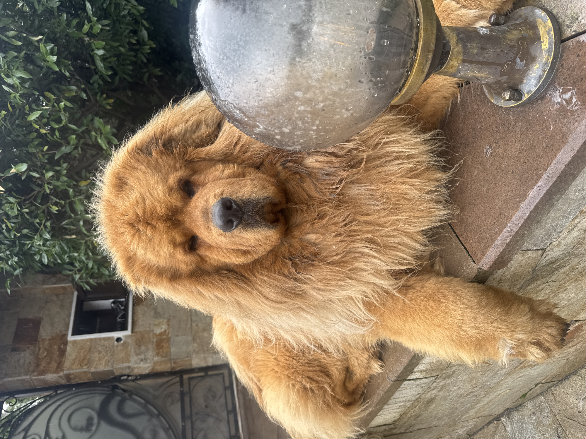 Tibetan Mastiff rests on stone surface in Sofia