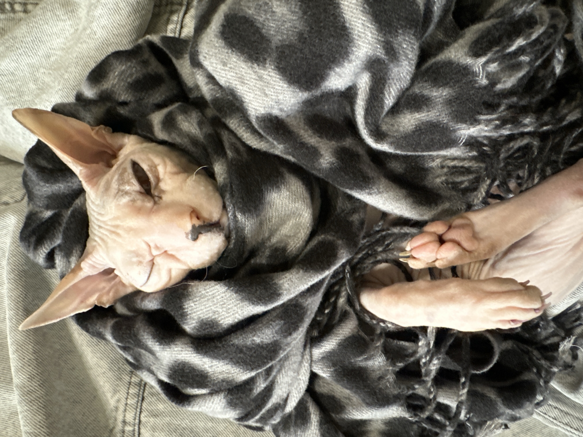 Sphynx cat bundled up and napping in Togliatti