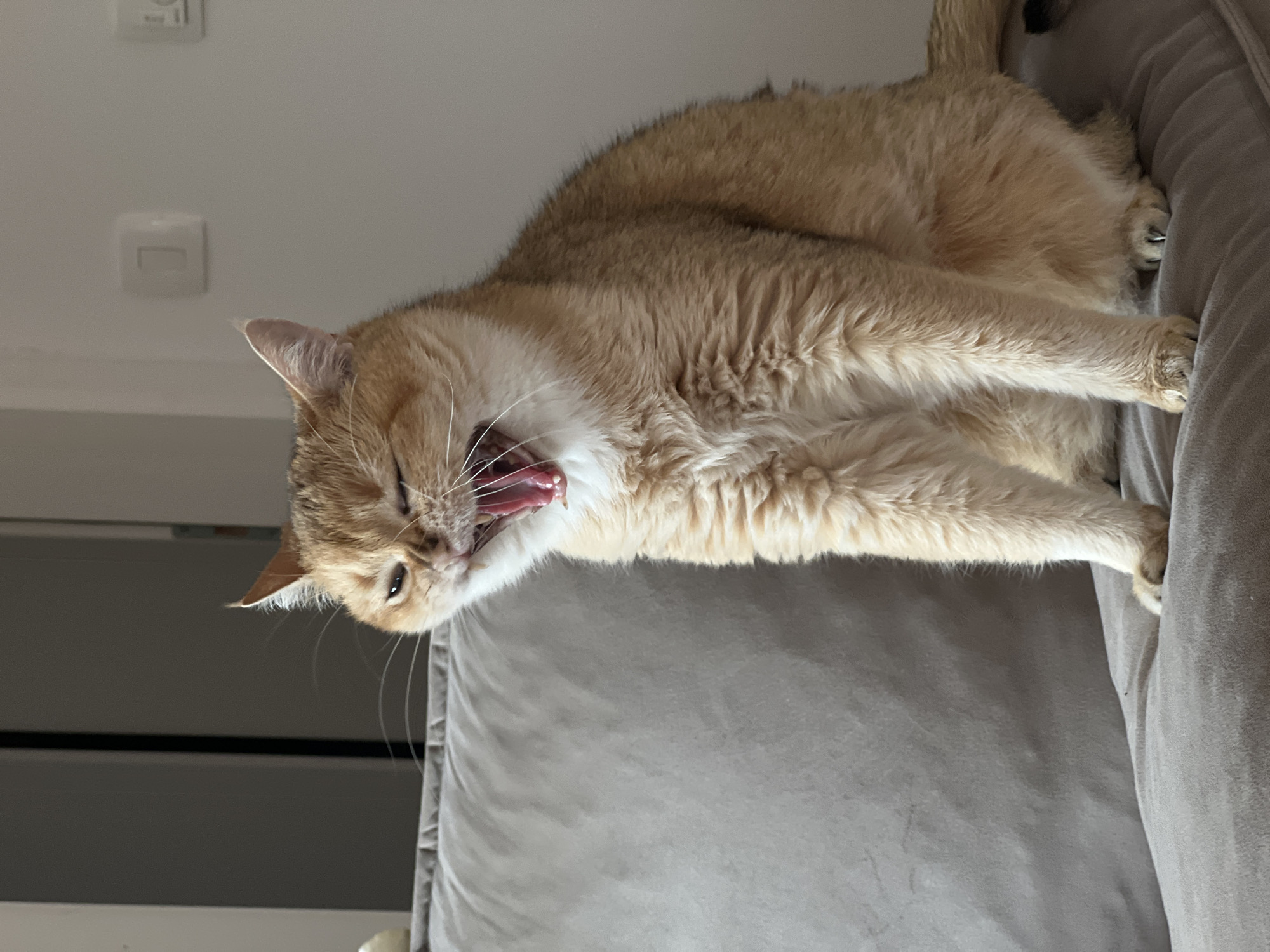 Ginger cat mid-yawn on a couch in Bar, Montenegro