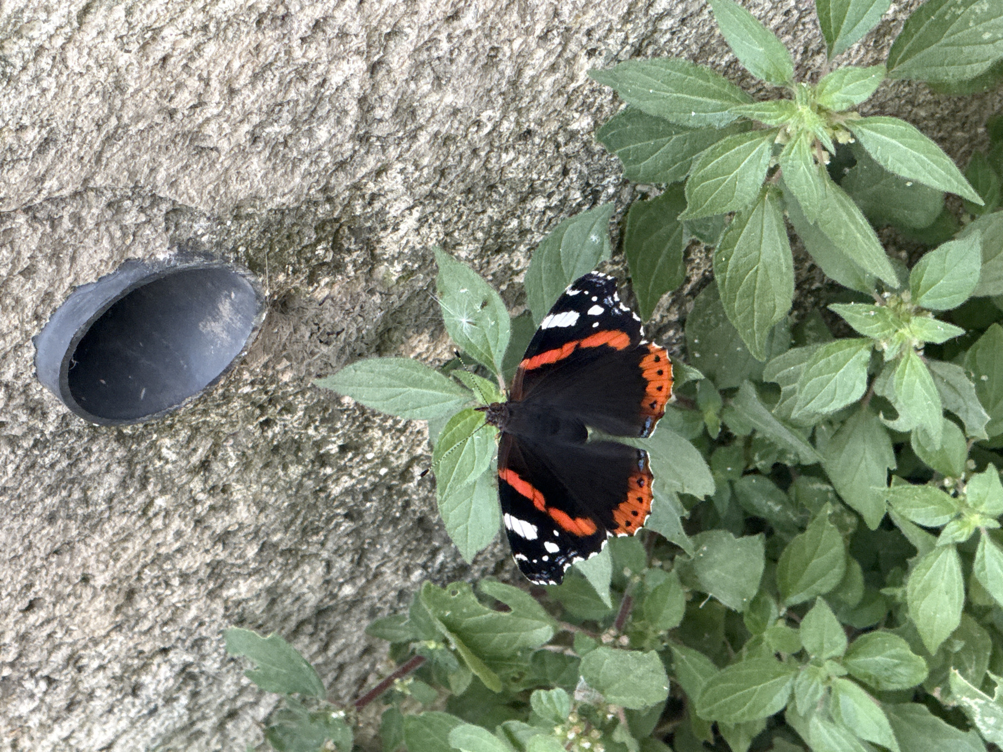Morning snapshots: butterfly, breakfast bread, building amid mountains