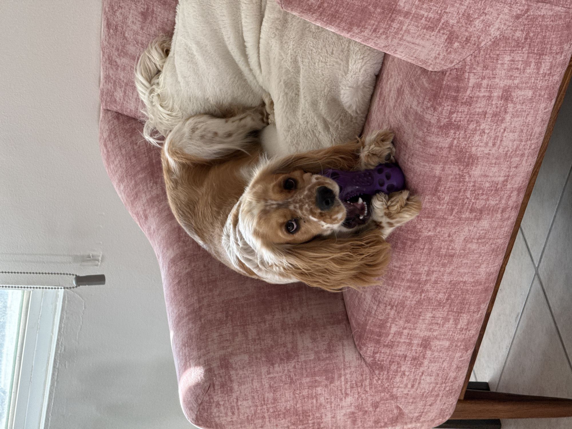 Cocker Spaniel photographed relaxing on pink armchair in Puebla