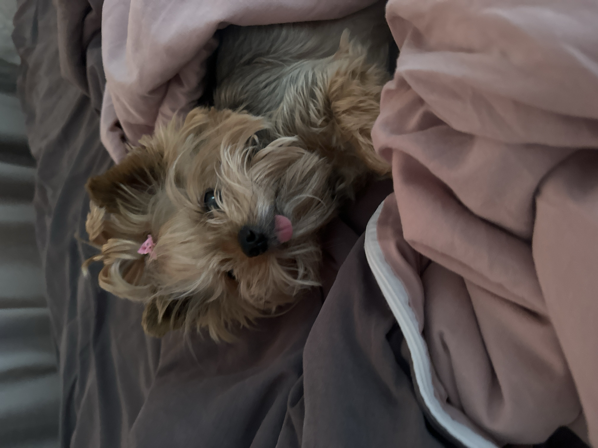 Yorkshire Terrier rests in colorful bedding in Sochi home