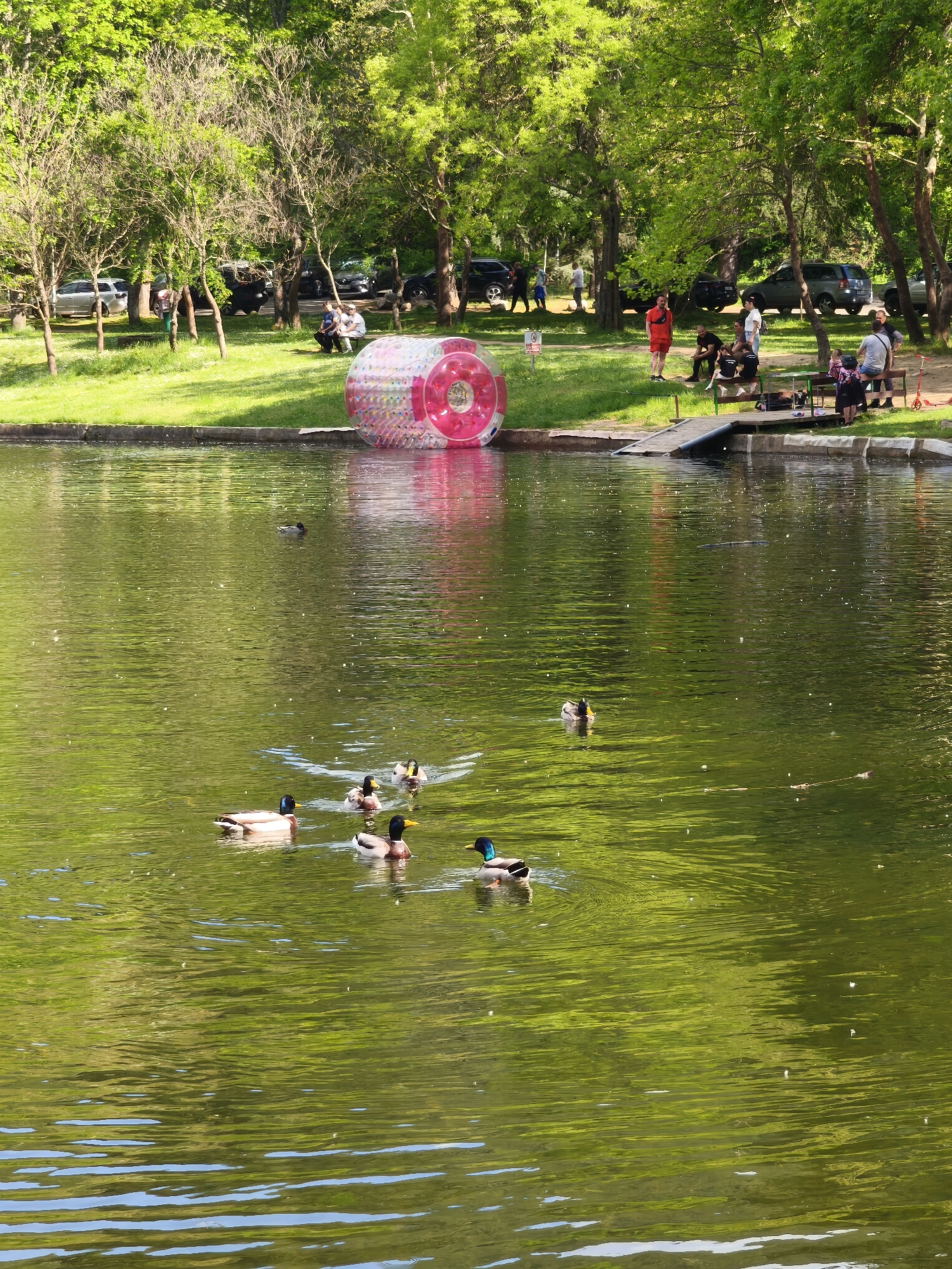 Peaceful lake scene with ducks captured in Blagoevgrad park