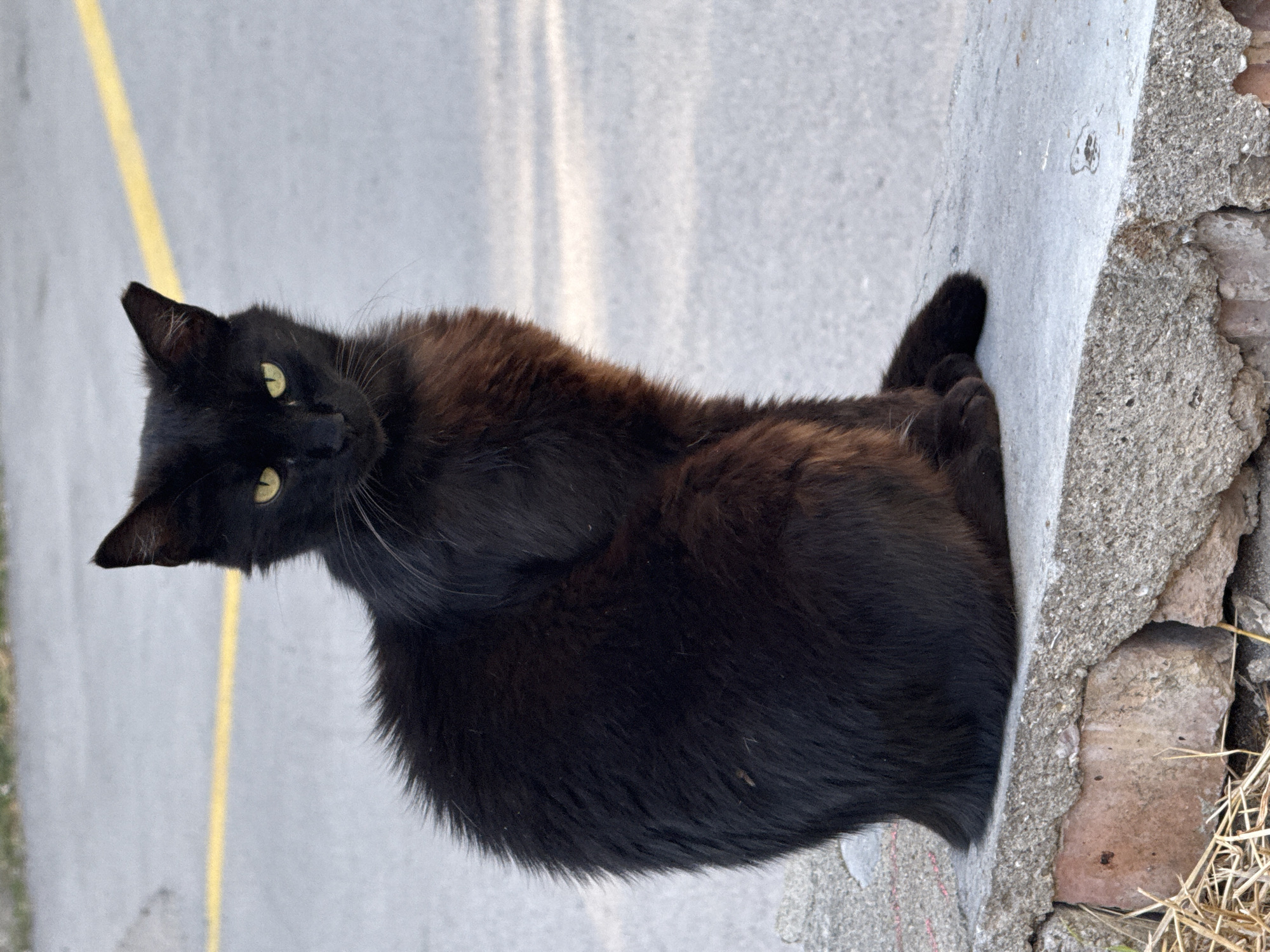 Cats lounging on concrete and pavement, close-up shots