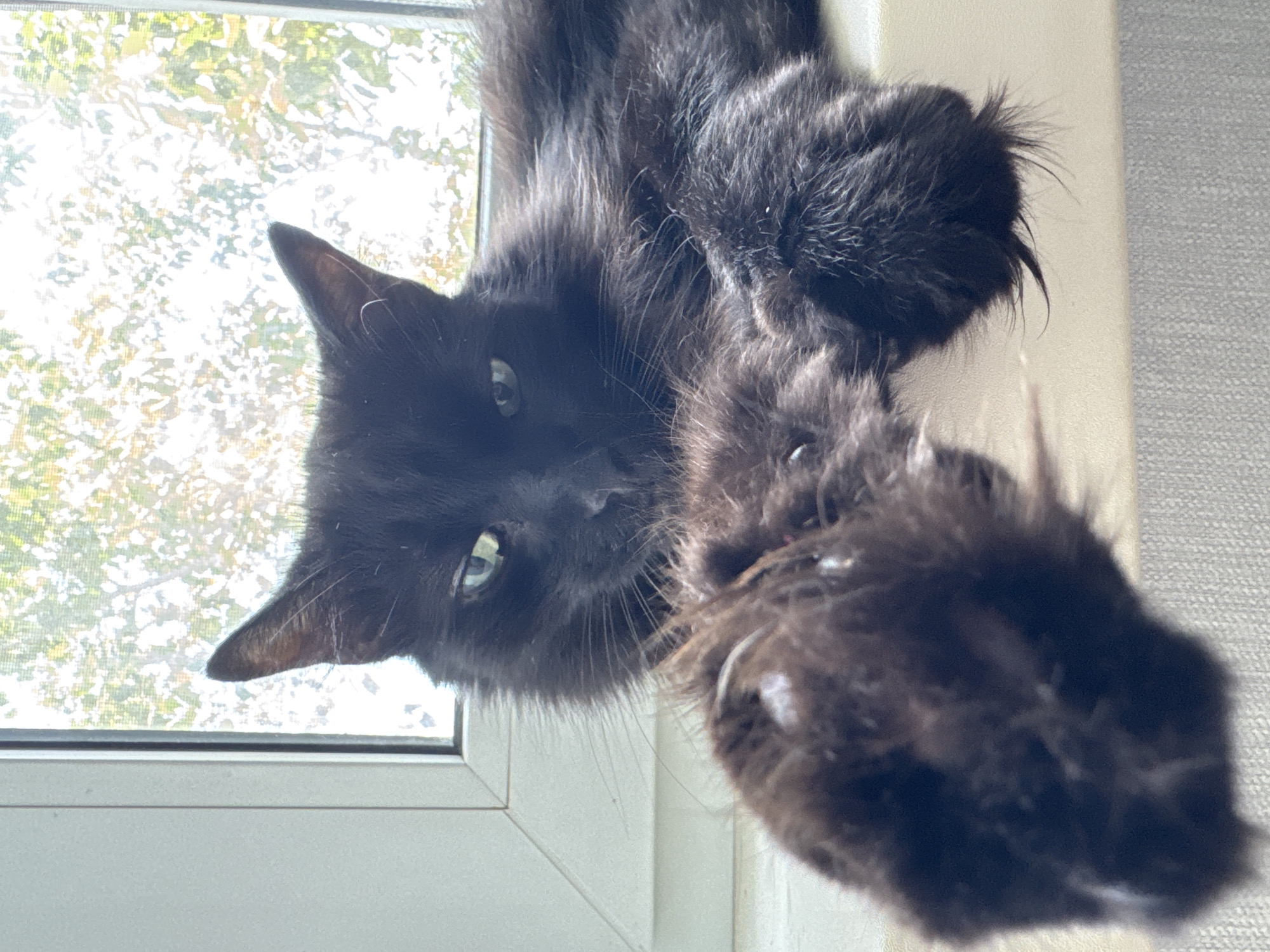 Cats at home in Pavlodar, tagged and shared